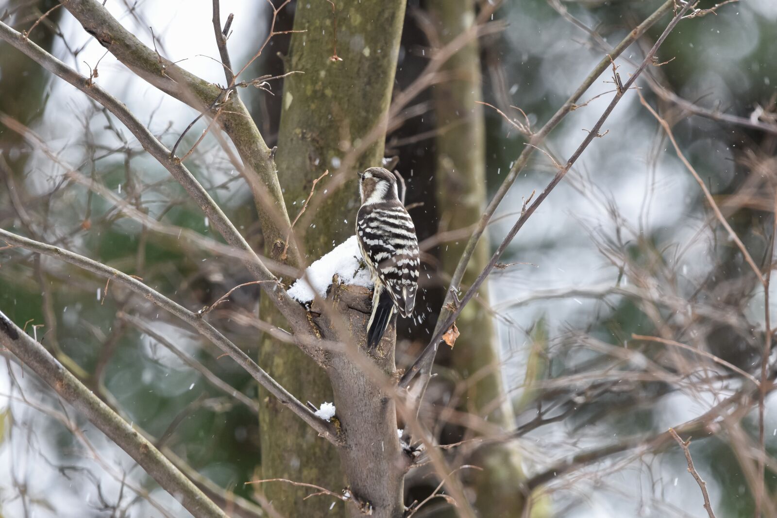 Nikon D7200 sample photo. Animal, forest, wood photography