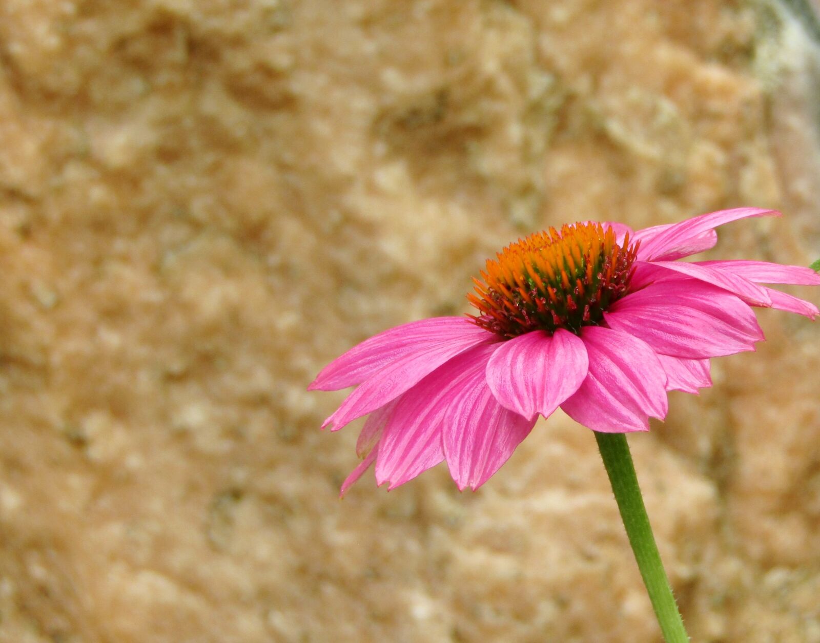 Canon POWERSHOT SX432 IS sample photo. Echinacea, fine flower, coneflower photography