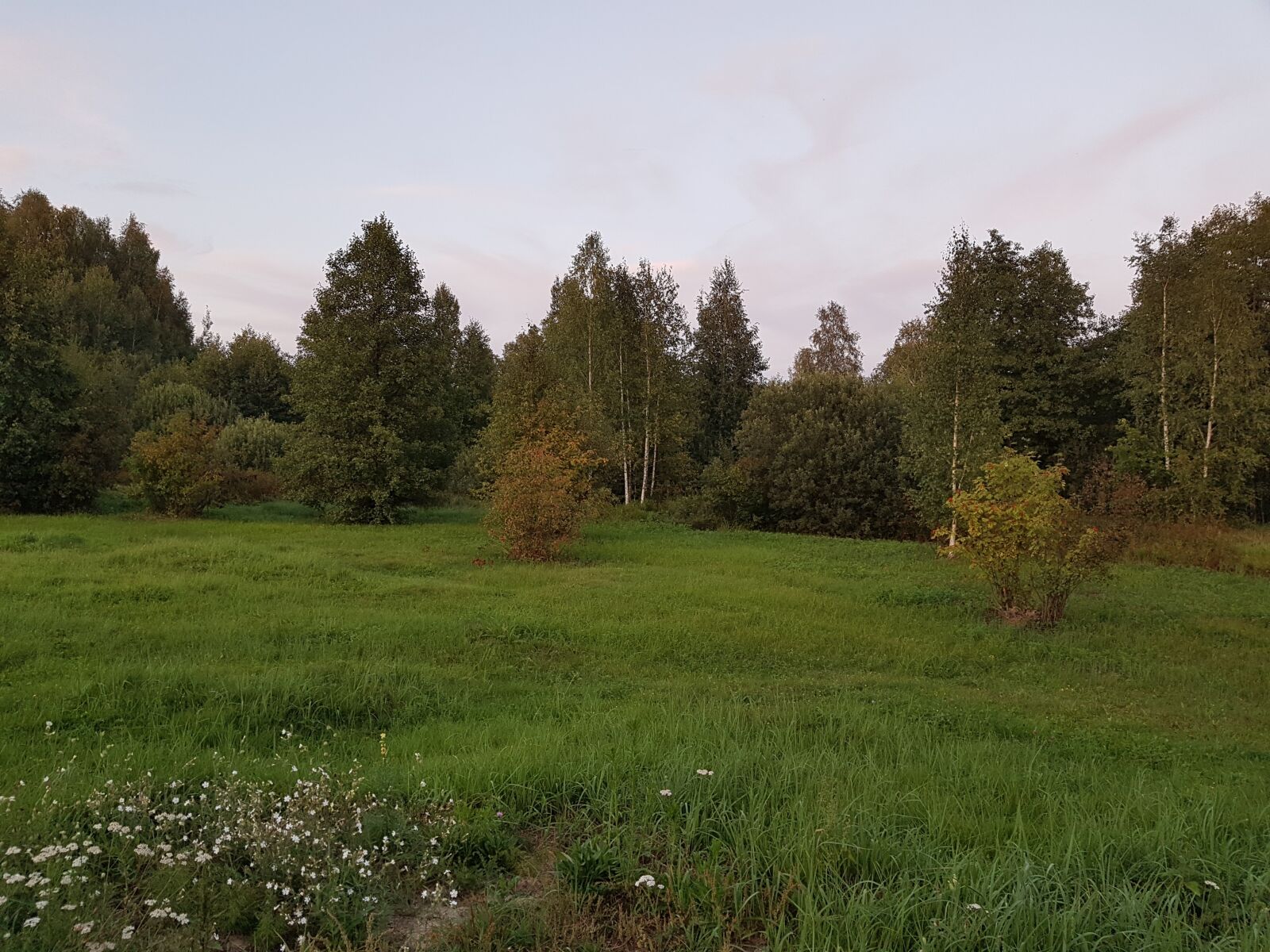 Samsung Galaxy S7 sample photo. Landscape, forest, nature photography