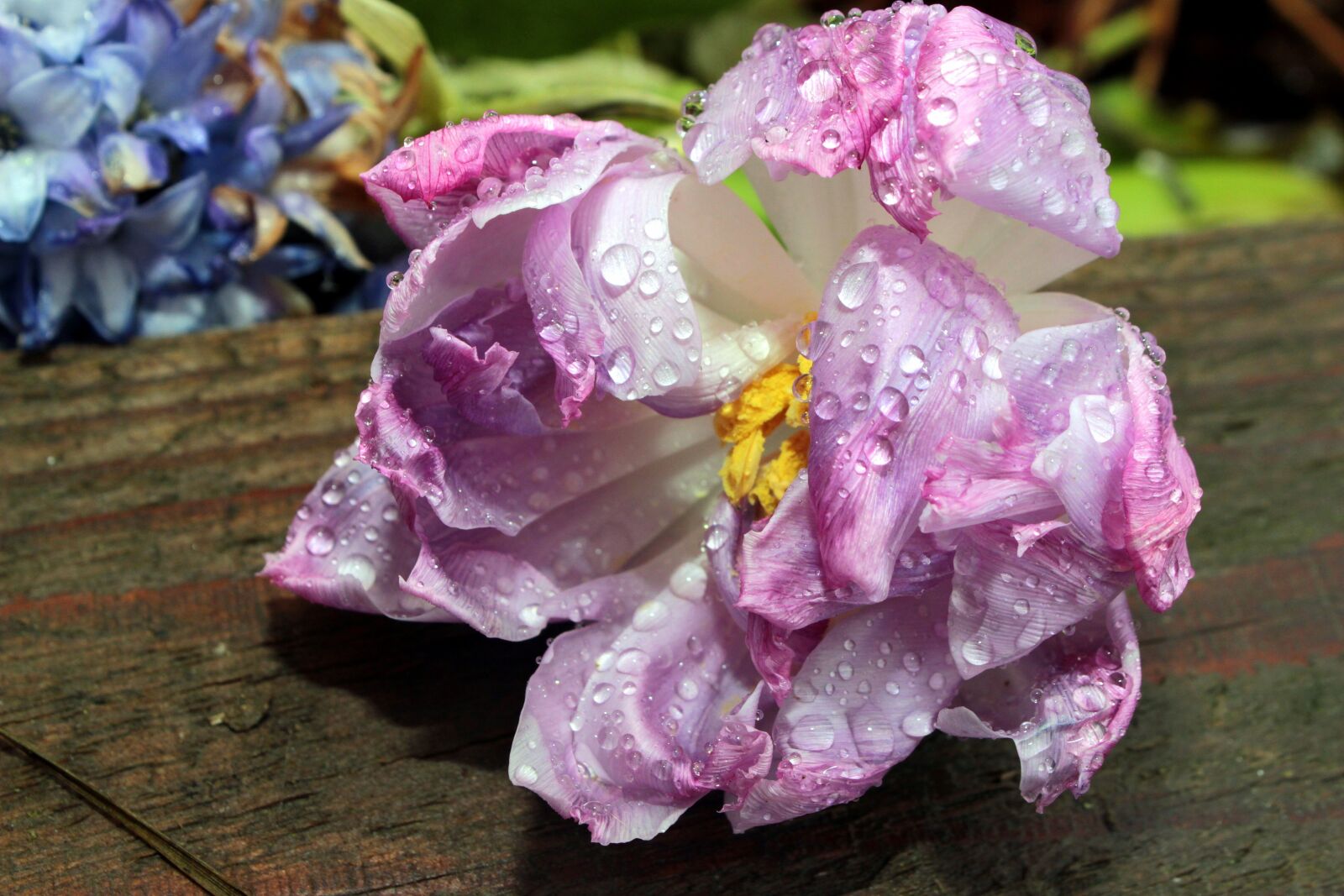 Canon EOS 650D (EOS Rebel T4i / EOS Kiss X6i) sample photo. Faded, tulip, double stuffed photography