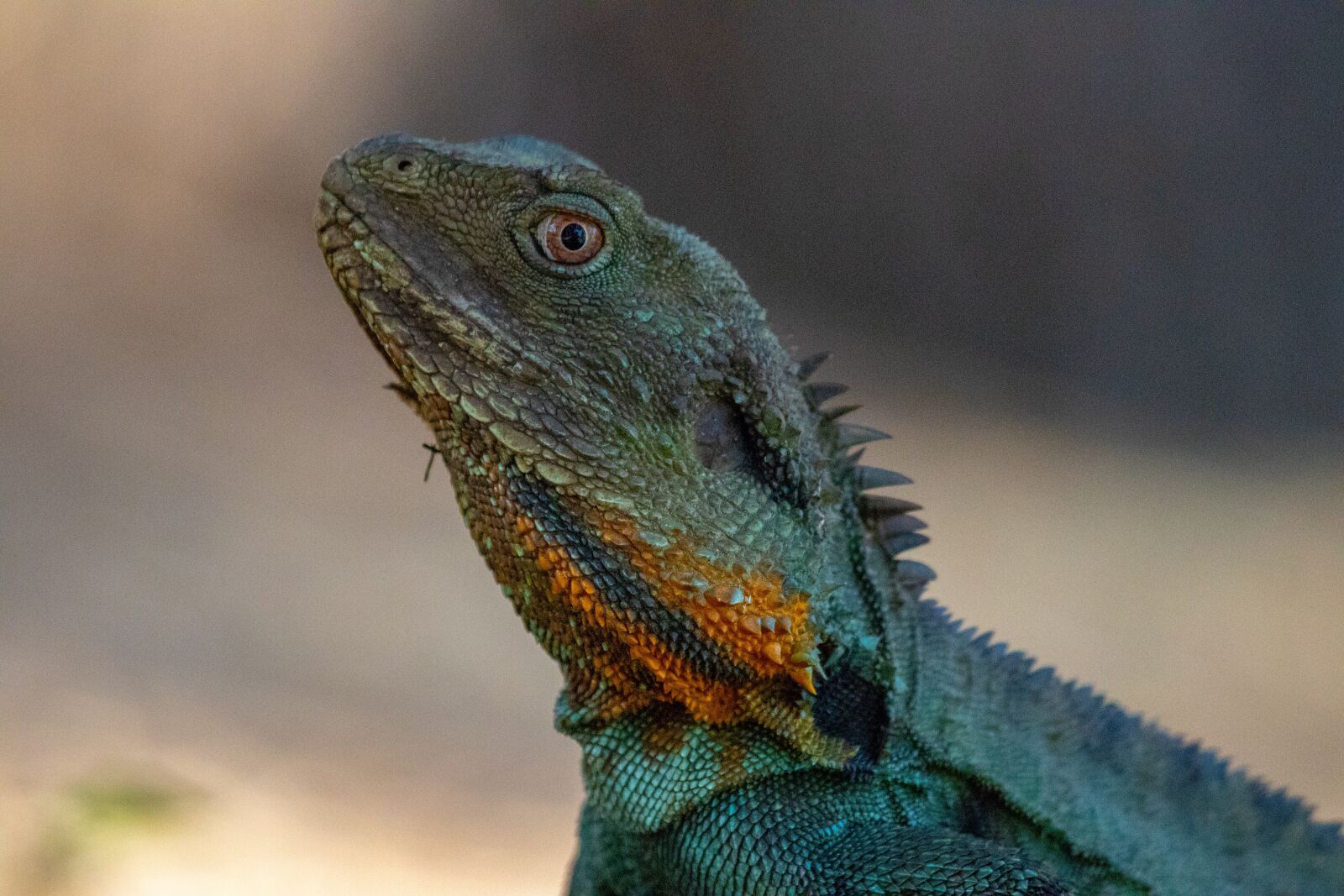 Canon EF 100-400mm F4.5-5.6L IS USM sample photo. Lizard, reptile, wildlife photography