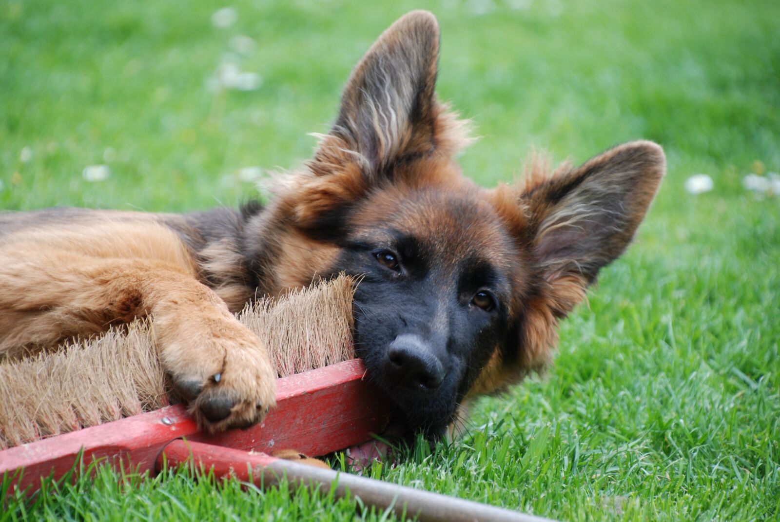 Nikon D80 sample photo. Dog, german shepherd, old photography