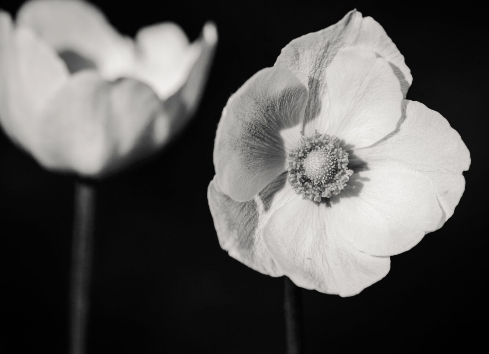 Pentax K-30 sample photo. Flower, annemone, white photography