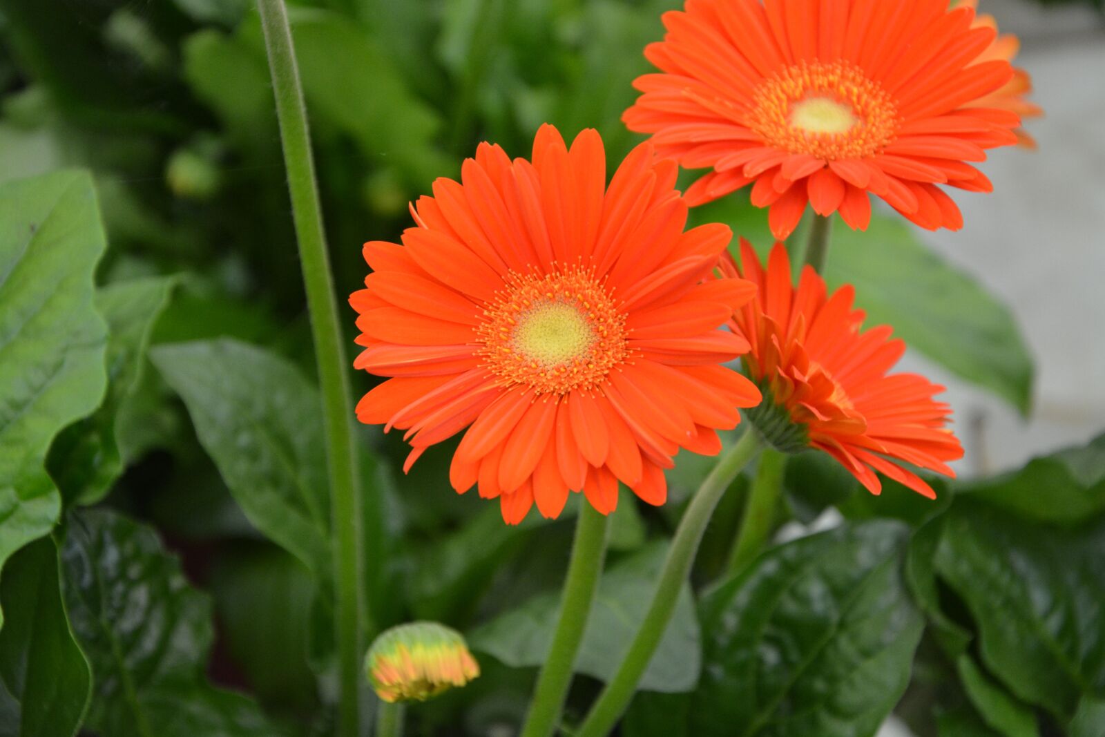 Nikon D5200 sample photo. Flowers petals, oranges, nature photography