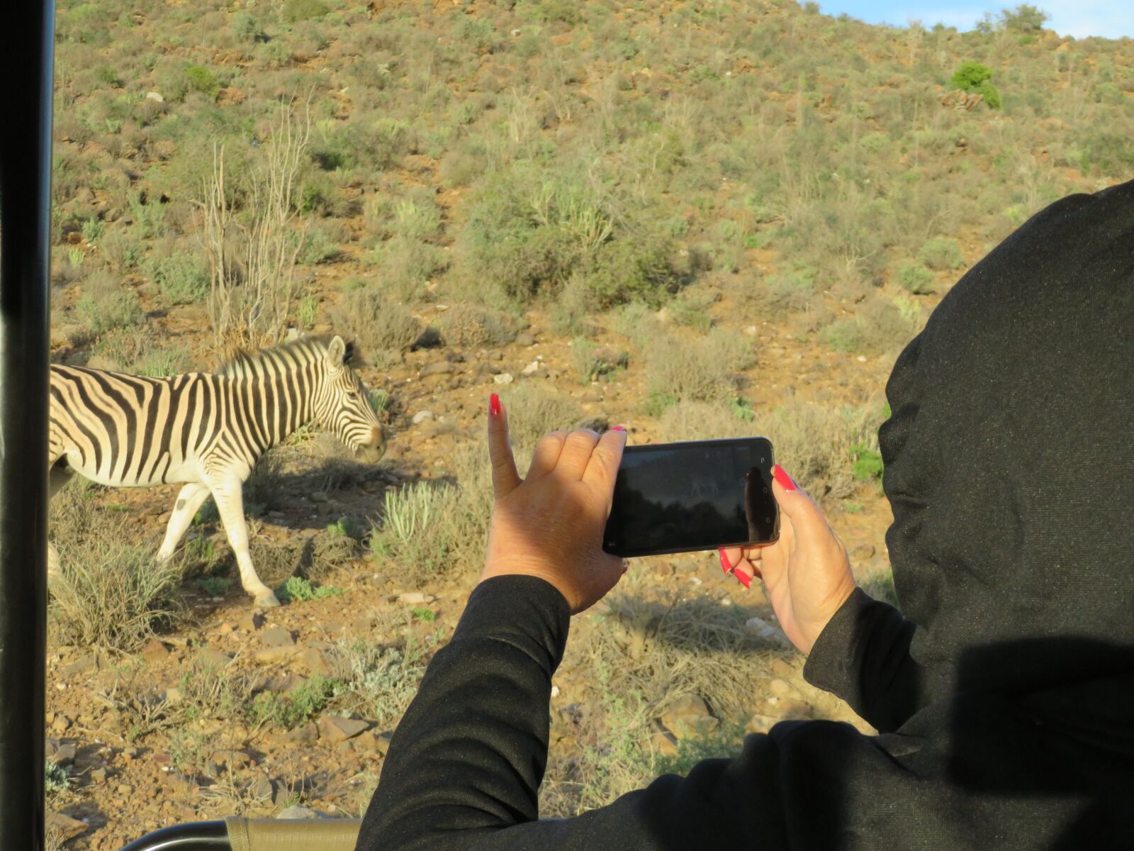 Canon PowerShot SX710 HS sample photo. Wildlife, zebra, safari photography