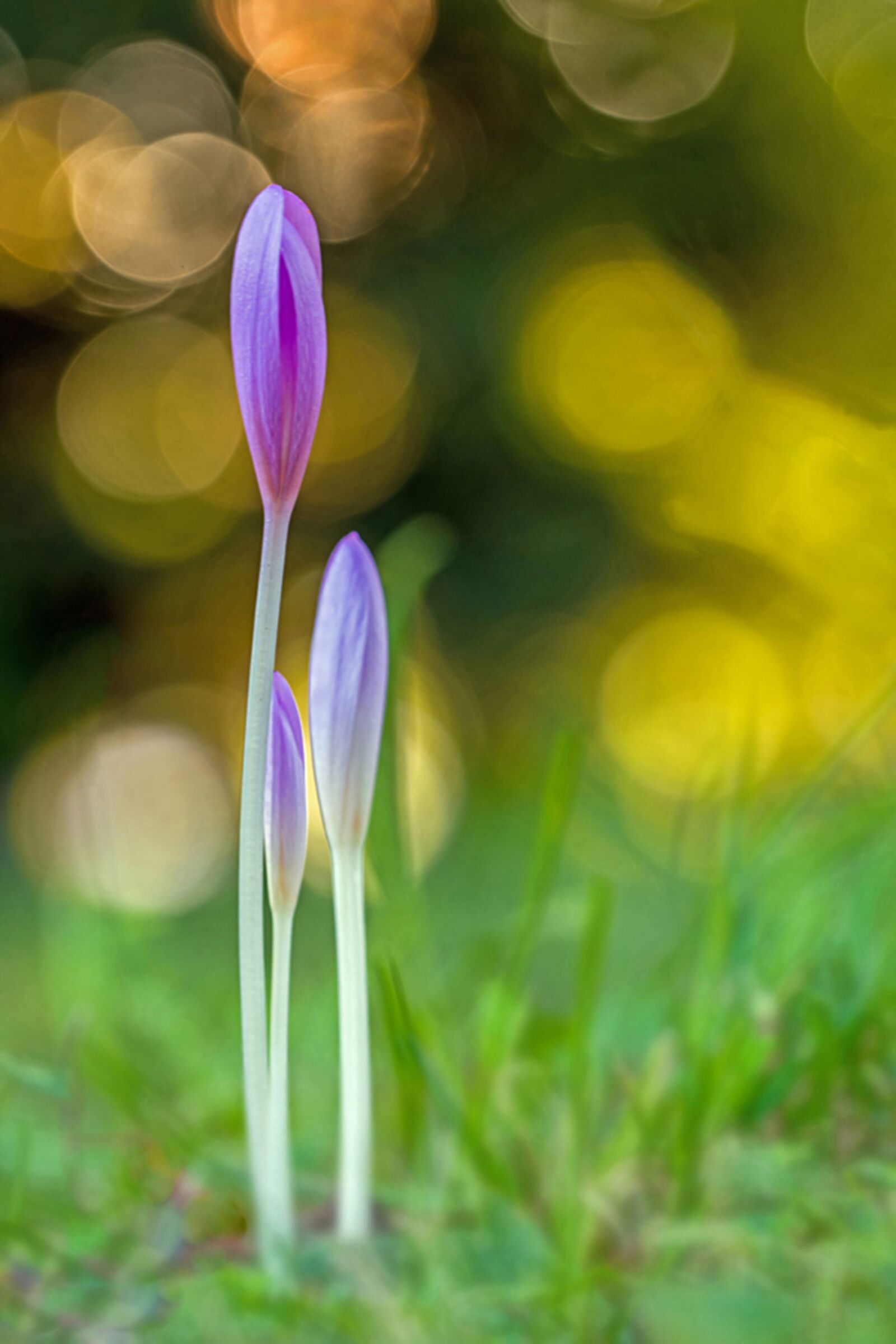 Nikon D810 sample photo. Herbstzeitlose, toxic, time lots photography