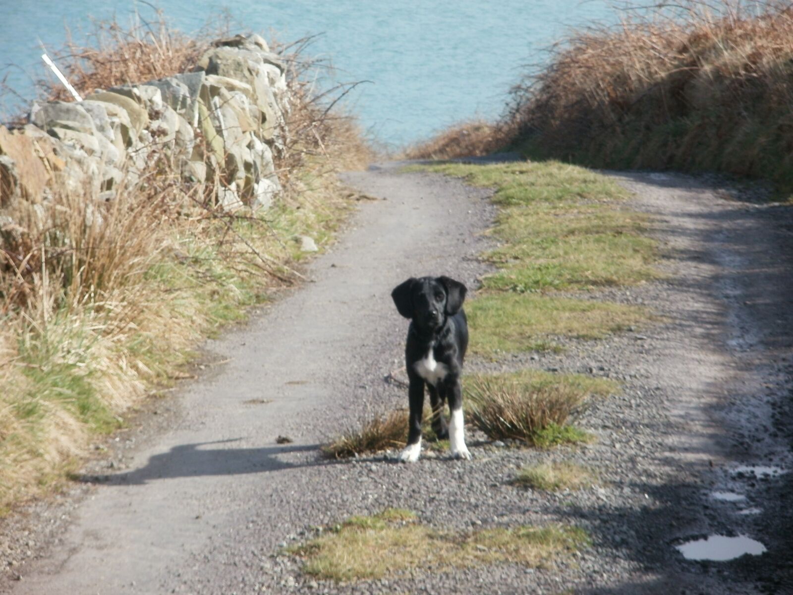 Olympus FE48,X44 sample photo. Puppy, road, sea photography