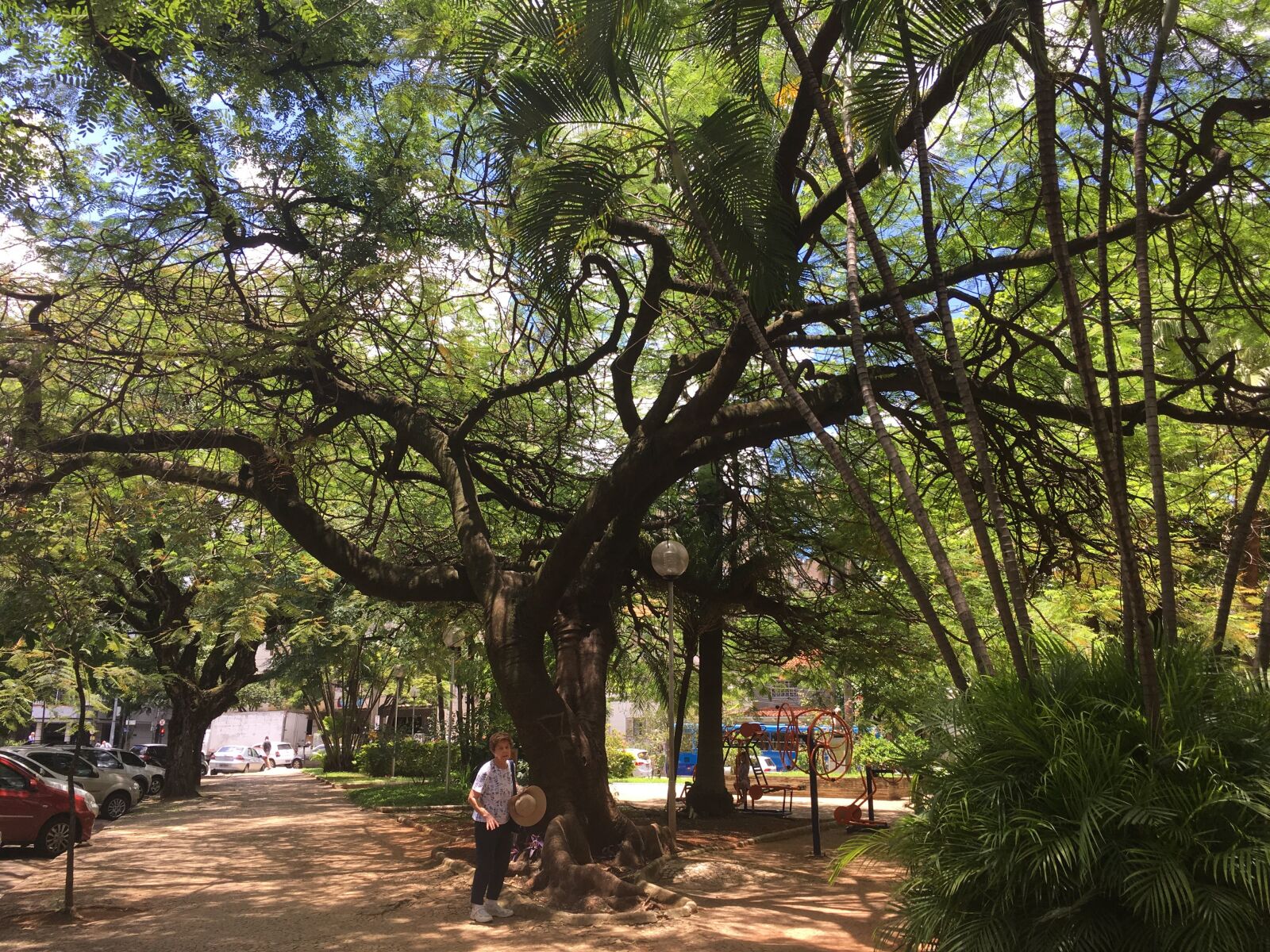 iPhone SE back camera 4.15mm f/2.2 sample photo. Tree, brazil, nature photography