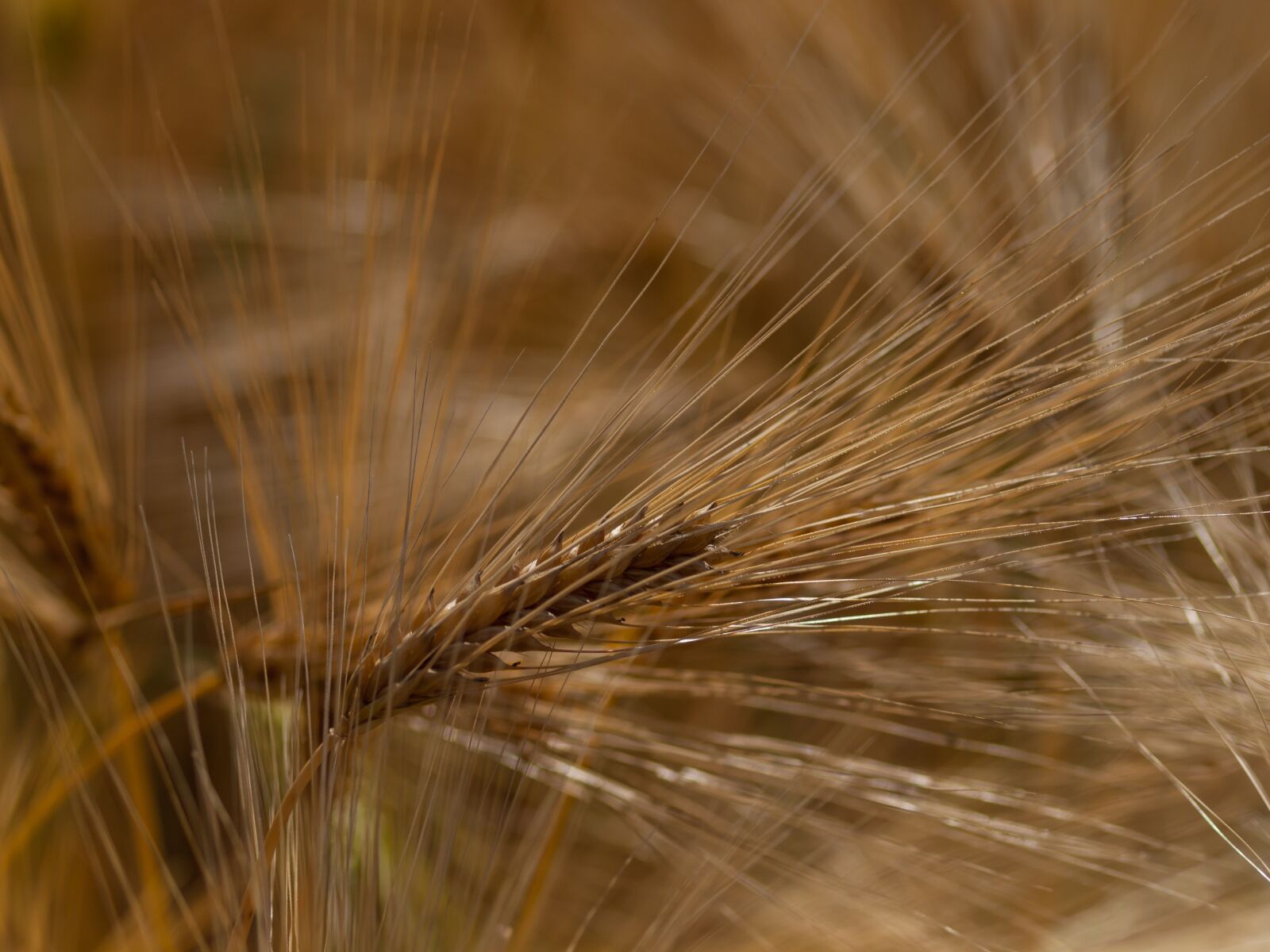 OLYMPUS 50mm Lens sample photo. Cereals, field, nature photography