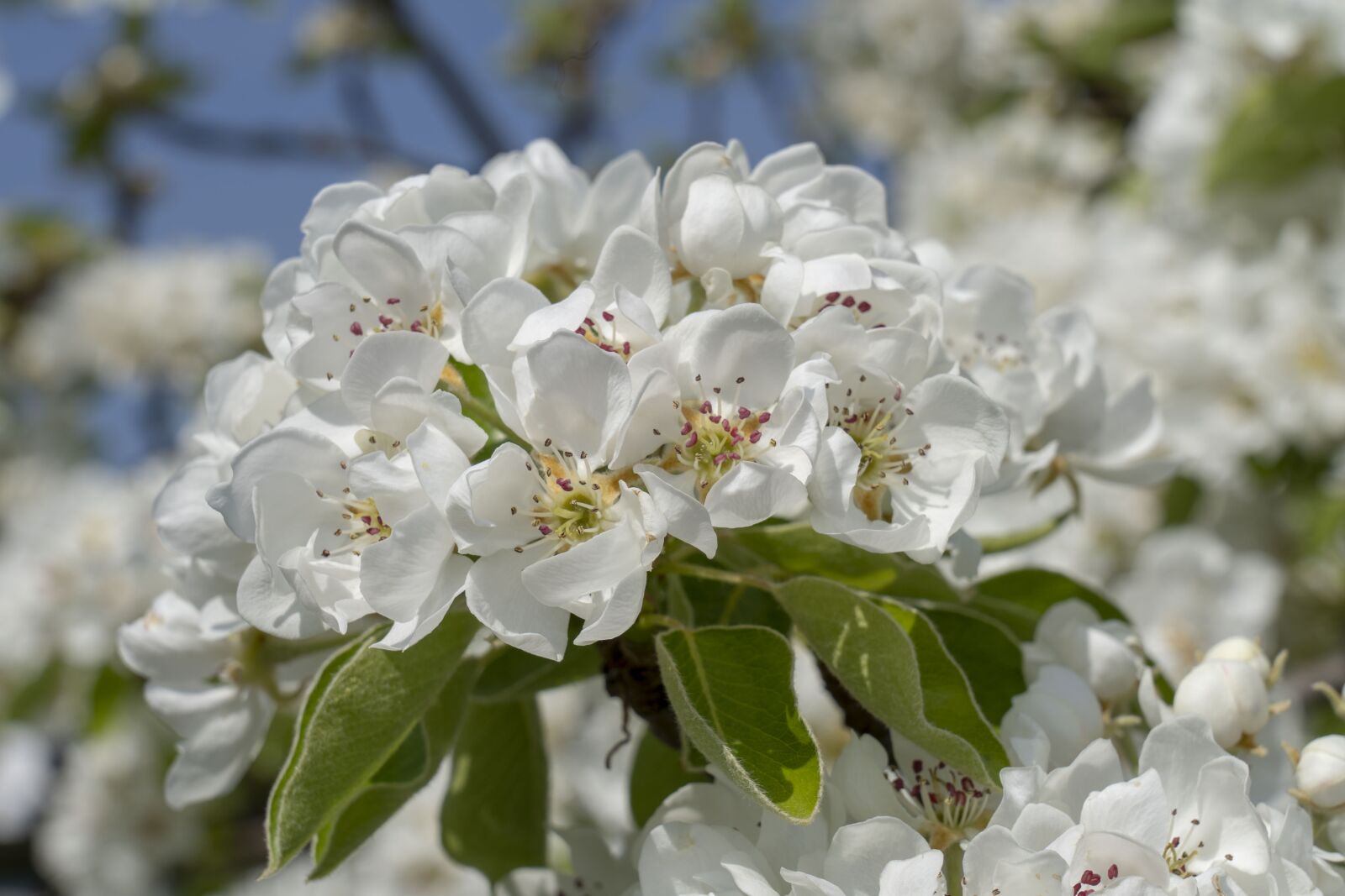 Sony FE 24-105mm F4 G OSS sample photo. Flower, flowers, tree photography