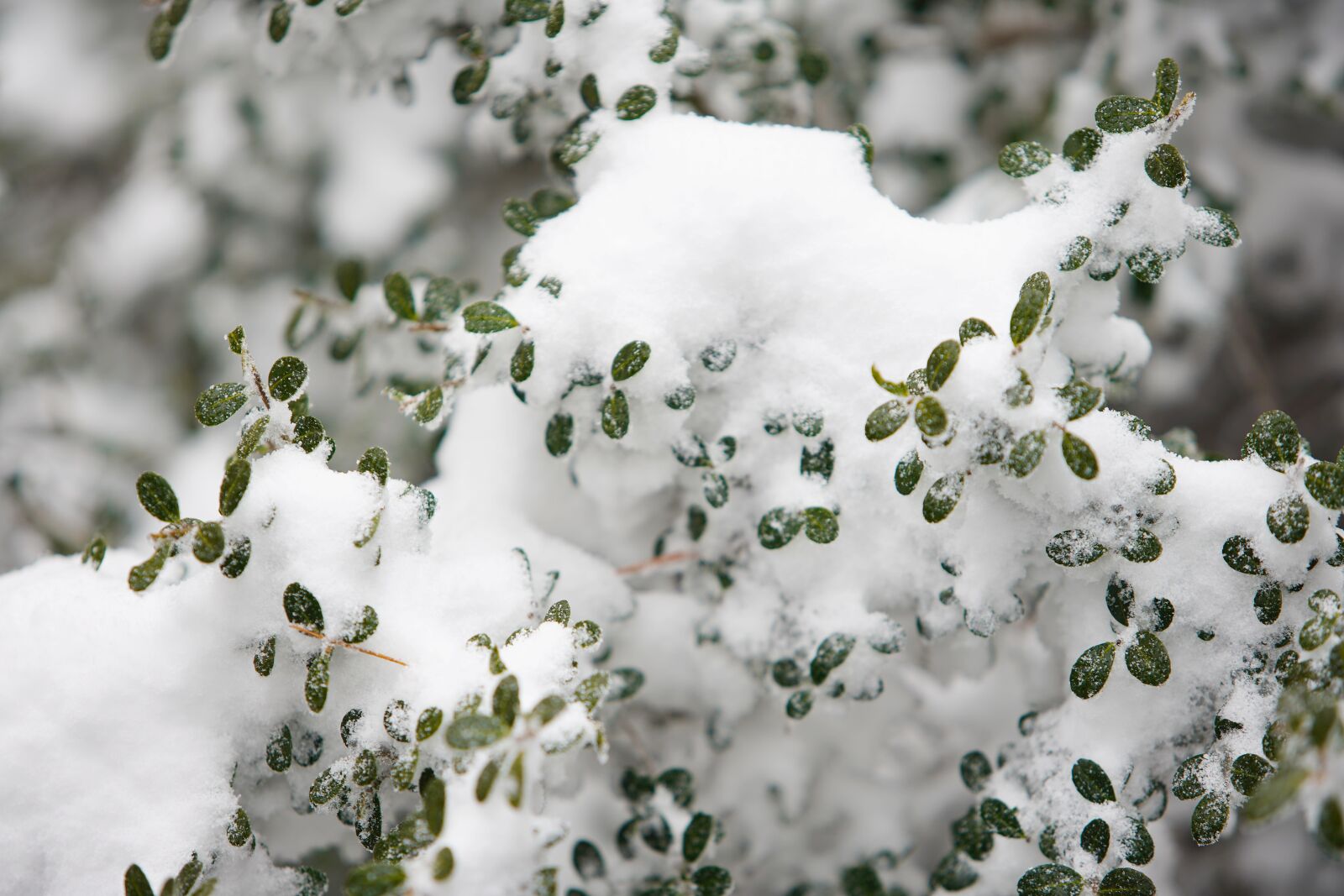 Canon EF 70-200mm F2.8L USM sample photo. Snow, white, winter photography
