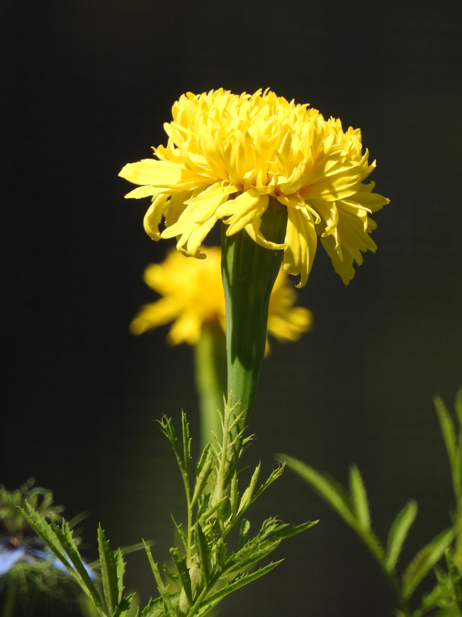 Nikon Coolpix P900 sample photo. Yellow, flower, plant photography