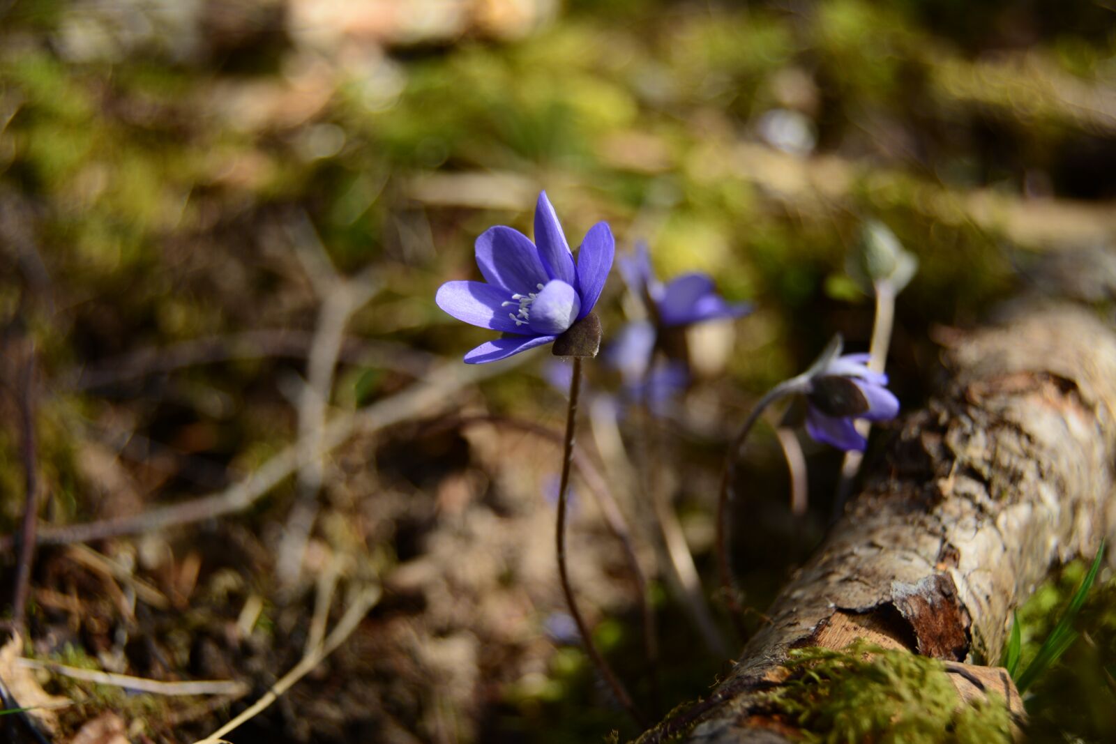 Nikon D5200 sample photo. Flower, bokeh, nature photography
