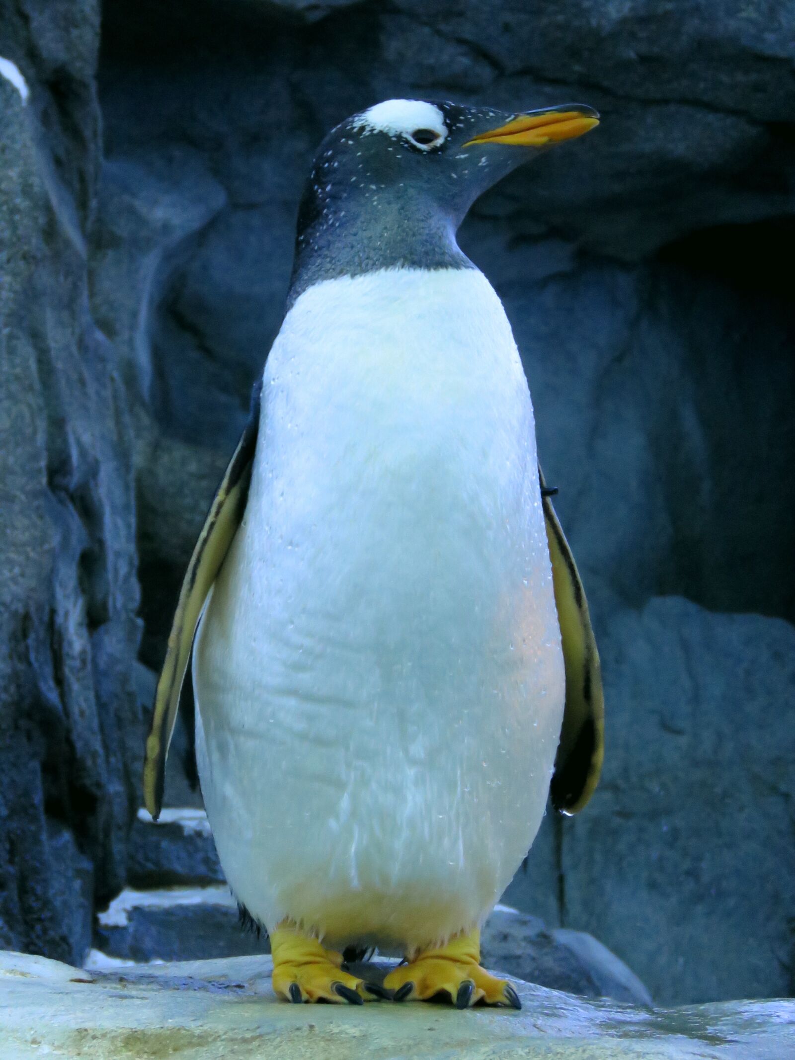 Canon PowerShot SX60 HS sample photo. Gentoo penguin, penguin, calgary photography