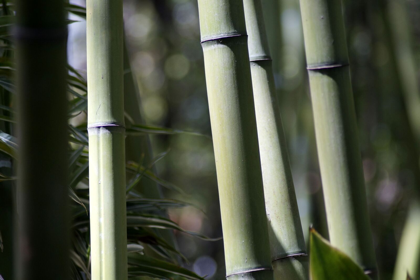 Sony SLT-A58 sample photo. Bamboo, forest, strains photography
