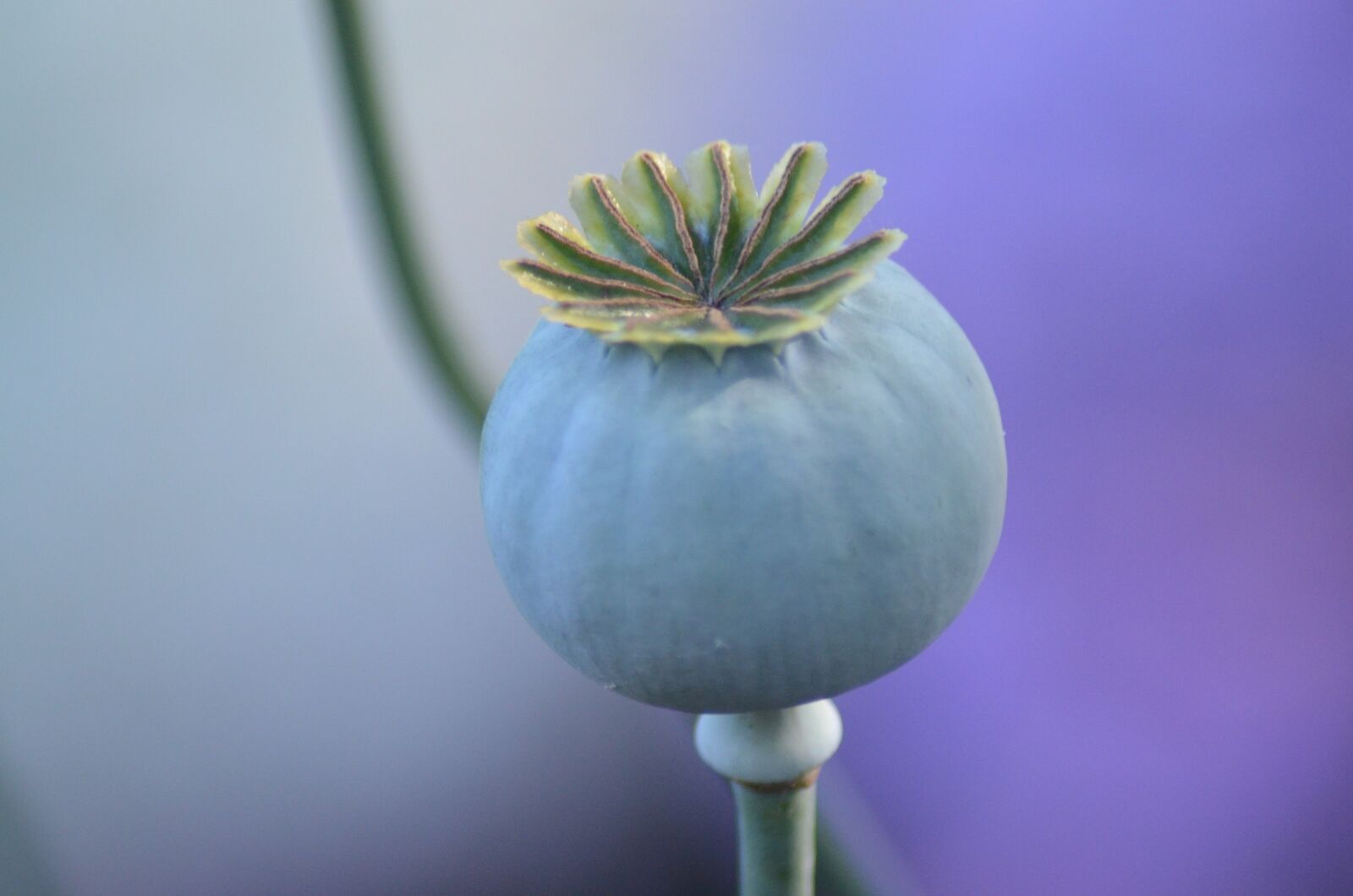 Nikon D5100 sample photo. Papaver, seed box, poppy photography