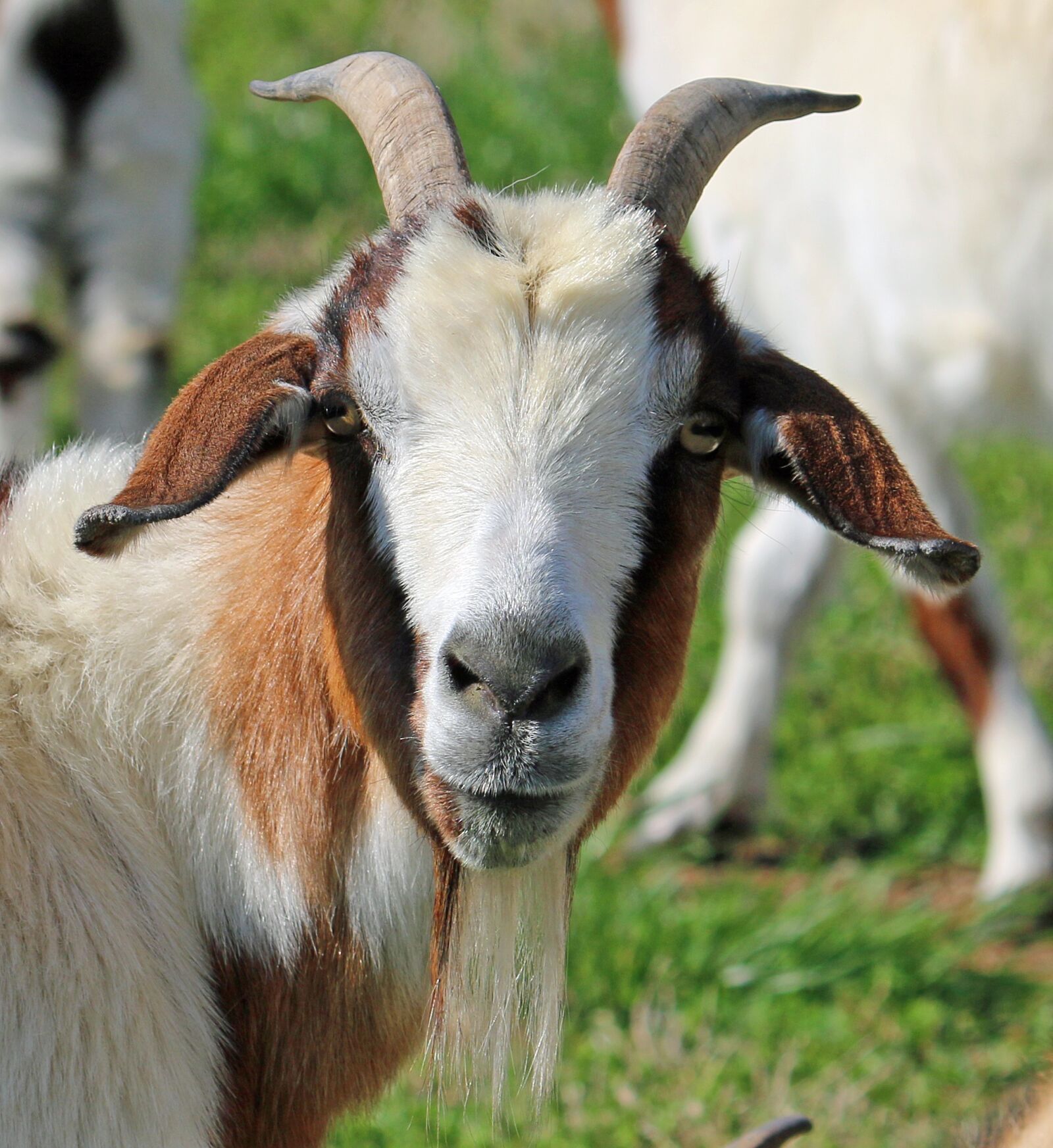 Canon EF-S 55-250mm F4-5.6 IS II sample photo. Goat, face, animal photography