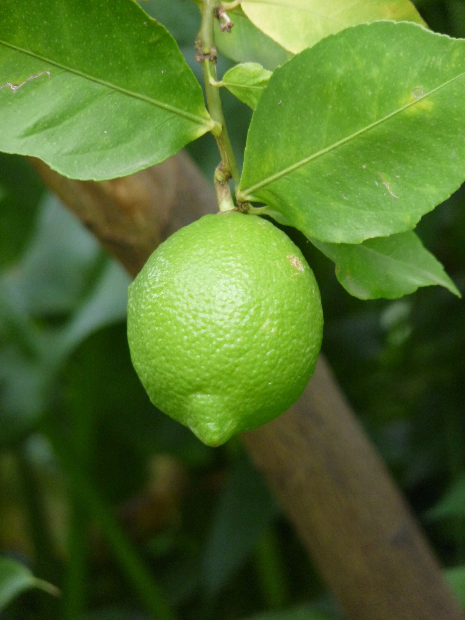 Panasonic Lumix DMC-FZ28 sample photo. Limone, branch, nature photography
