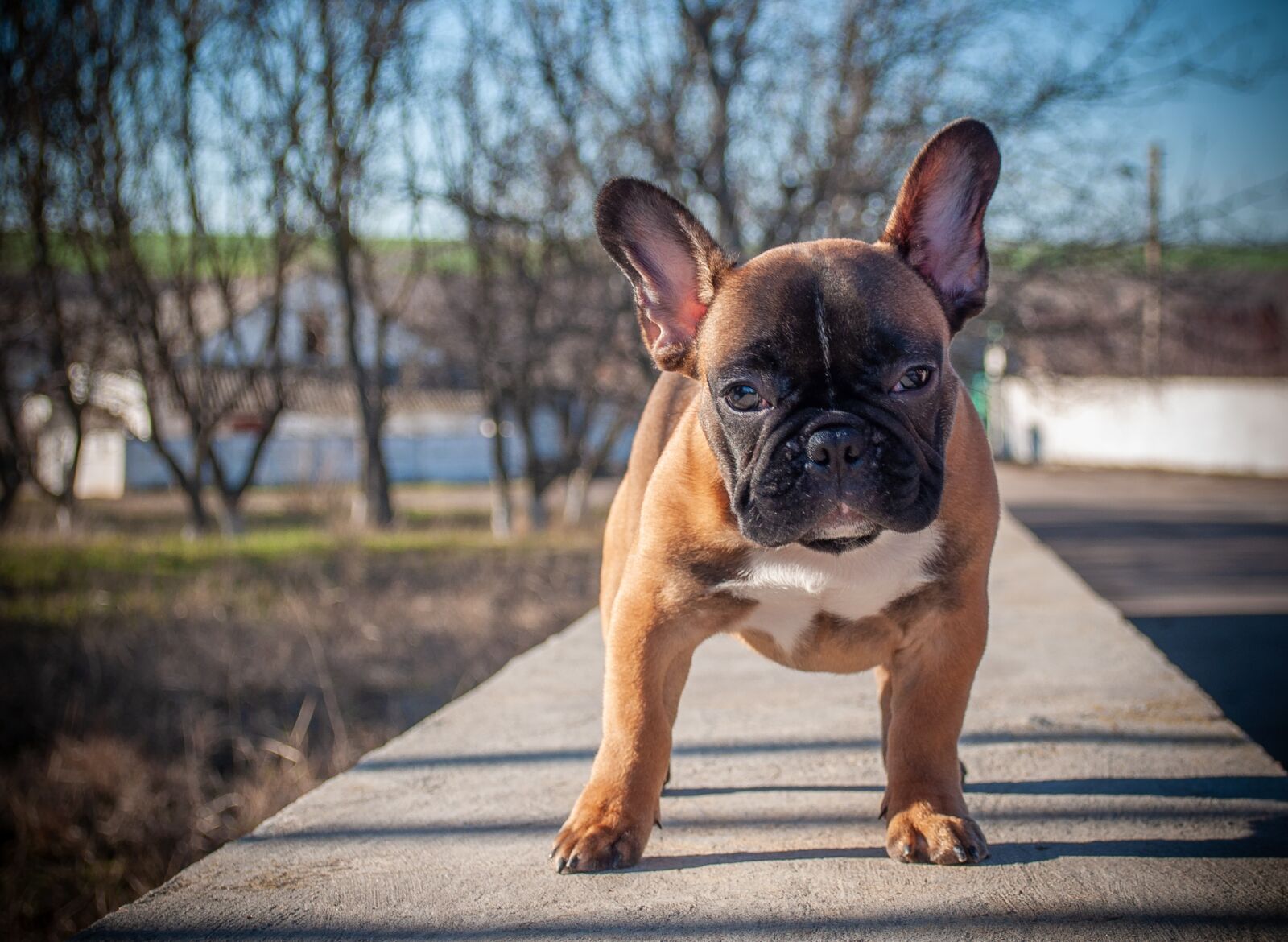 Nikon D5000 sample photo. French bulldog, puppy, pet photography