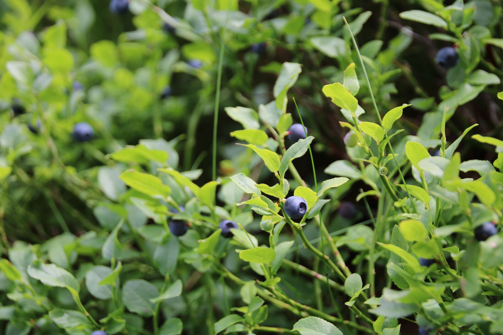 Canon EOS 750D (EOS Rebel T6i / EOS Kiss X8i) sample photo. Blueberries, wayside, delicious photography