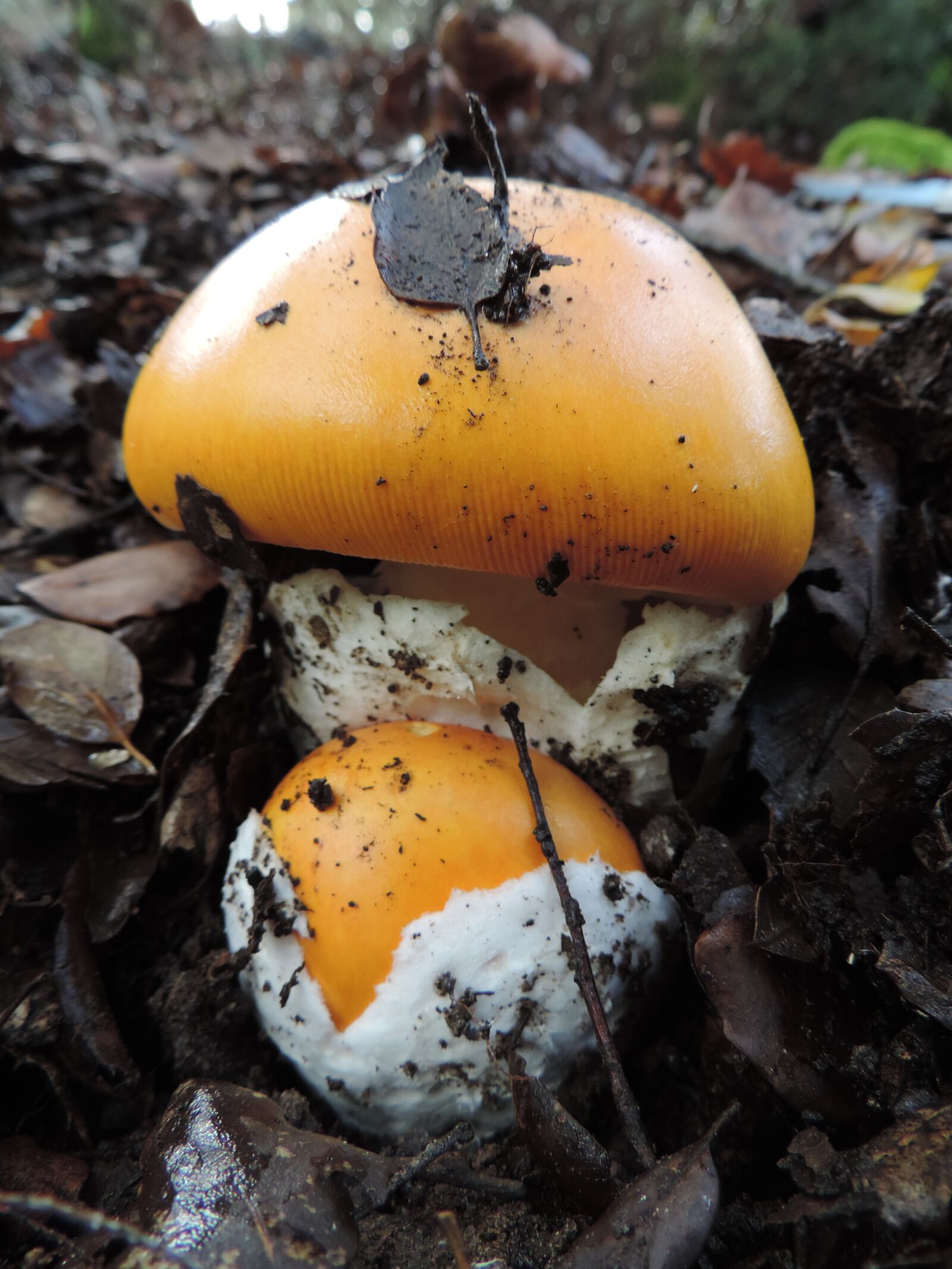 Nikon Coolpix P520 sample photo. Mushrooms, nature, fungi photography