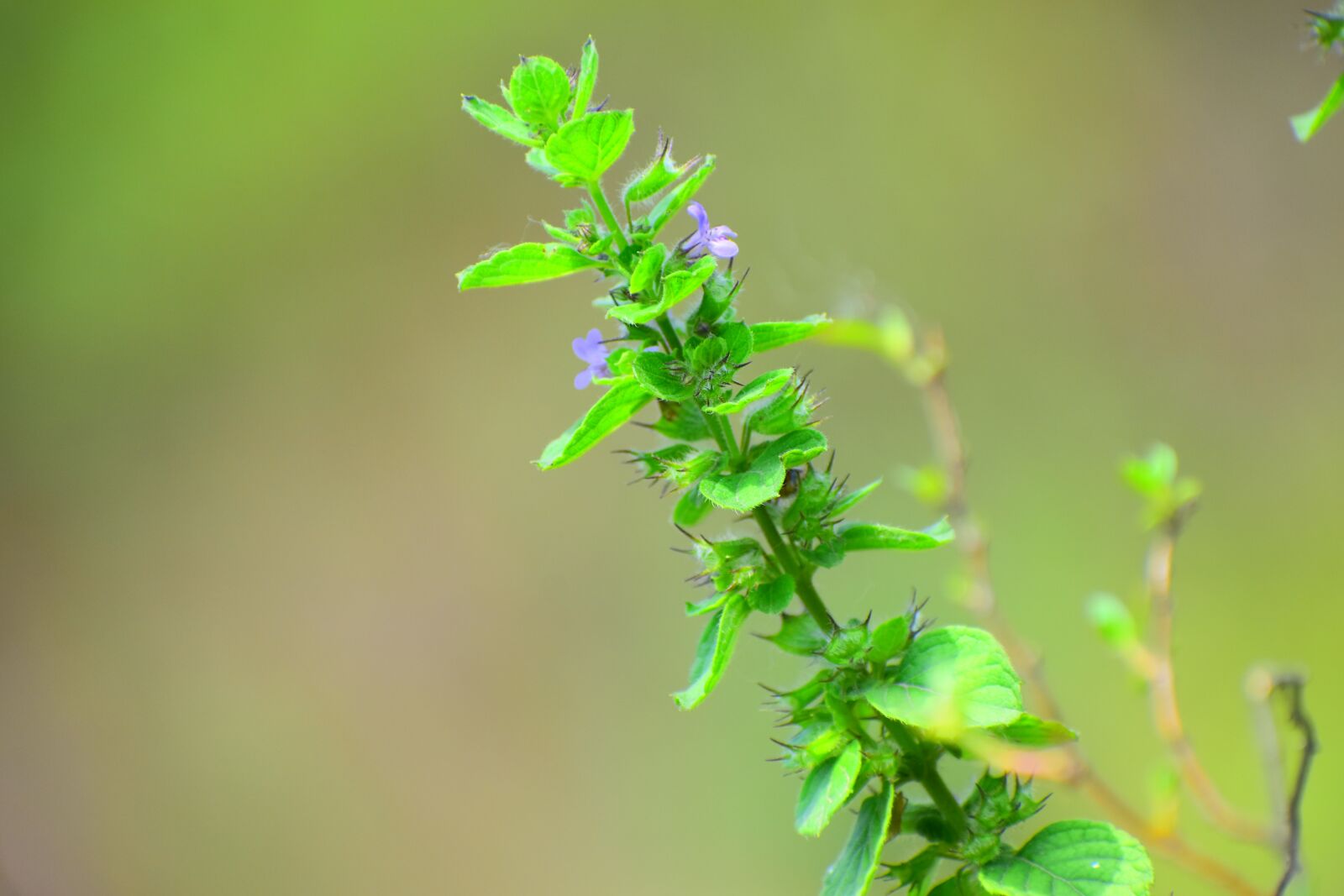 Nikon D5600 sample photo. Leaf, nature, flora photography