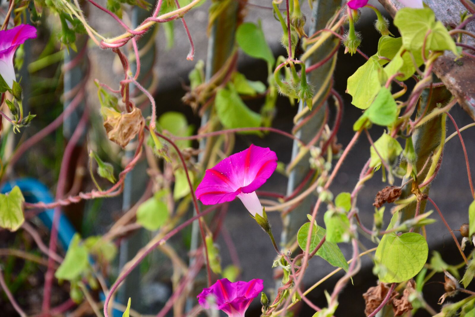 Nikon D5200 sample photo. Flowers, petals, garden photography