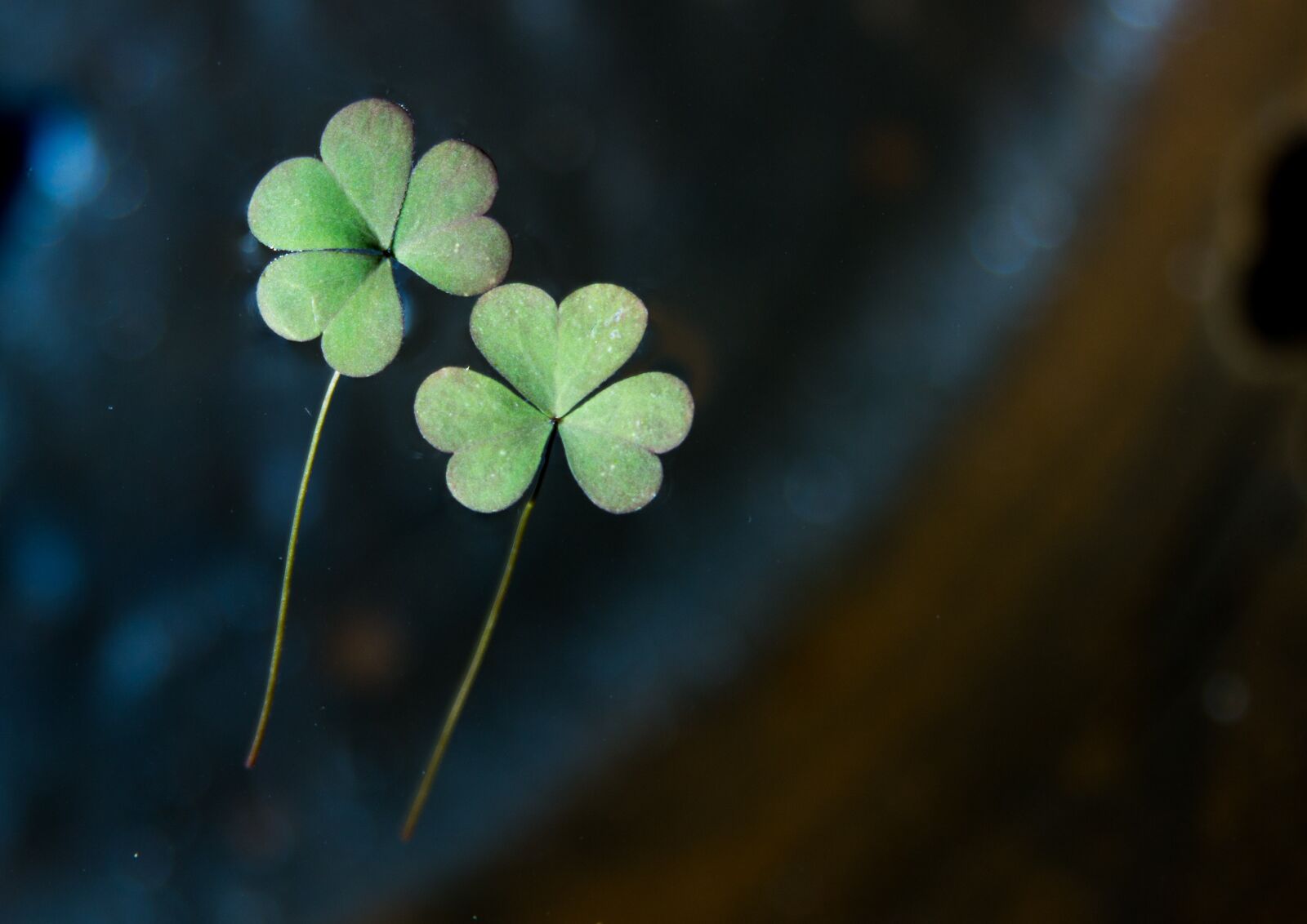 Canon EOS 600D (Rebel EOS T3i / EOS Kiss X5) sample photo. Trickle, the leaves, plants photography