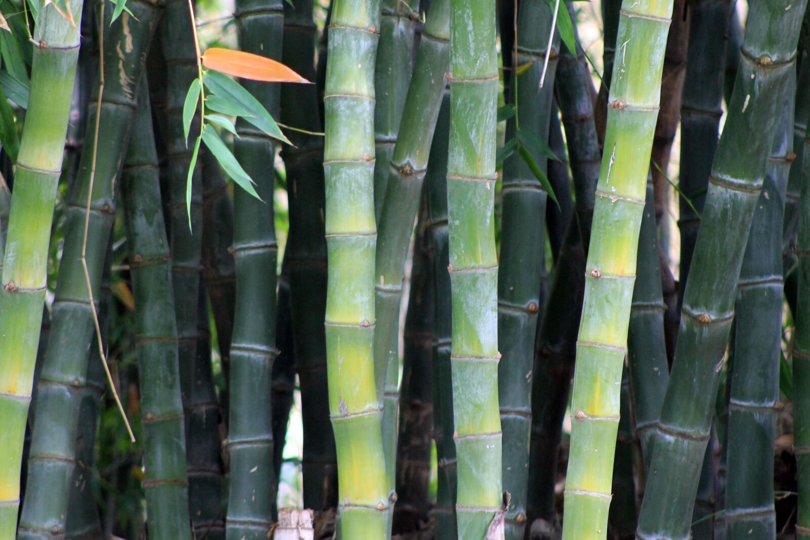 Canon EF 75-300mm f/4-5.6 sample photo. Bamboo, garden, japanese garden photography