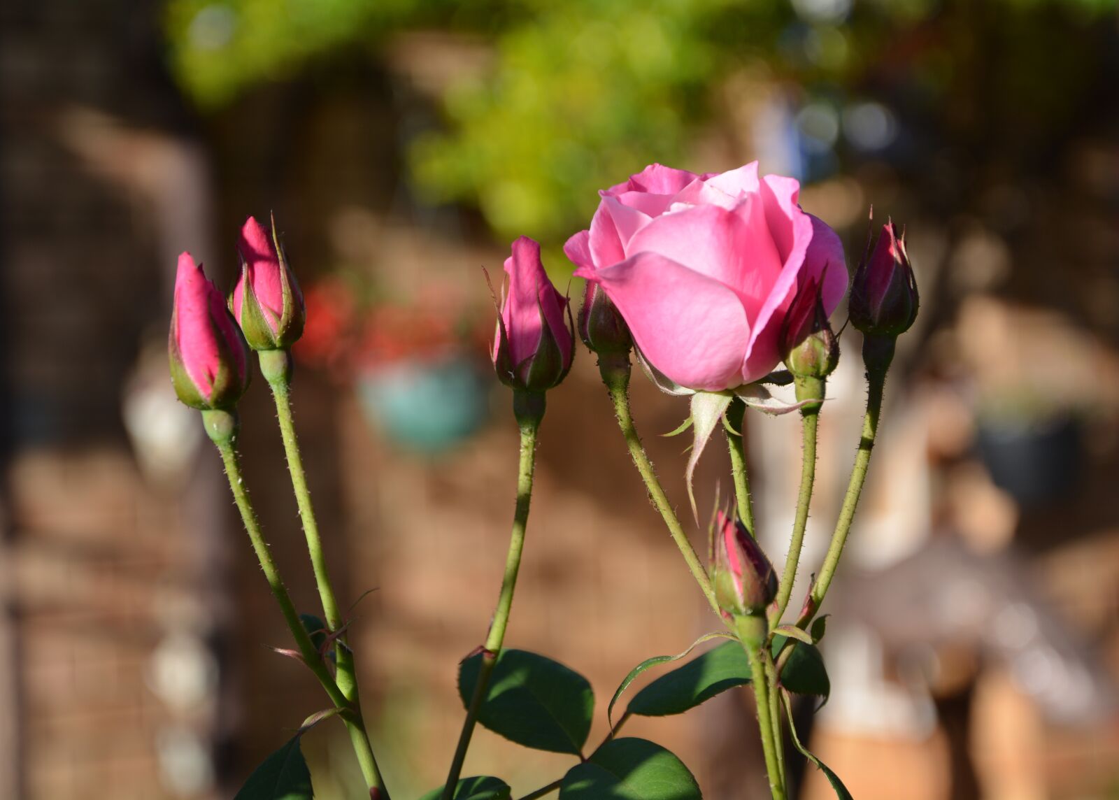 Nikon D5200 sample photo. Iceberg, pink roses, buds photography