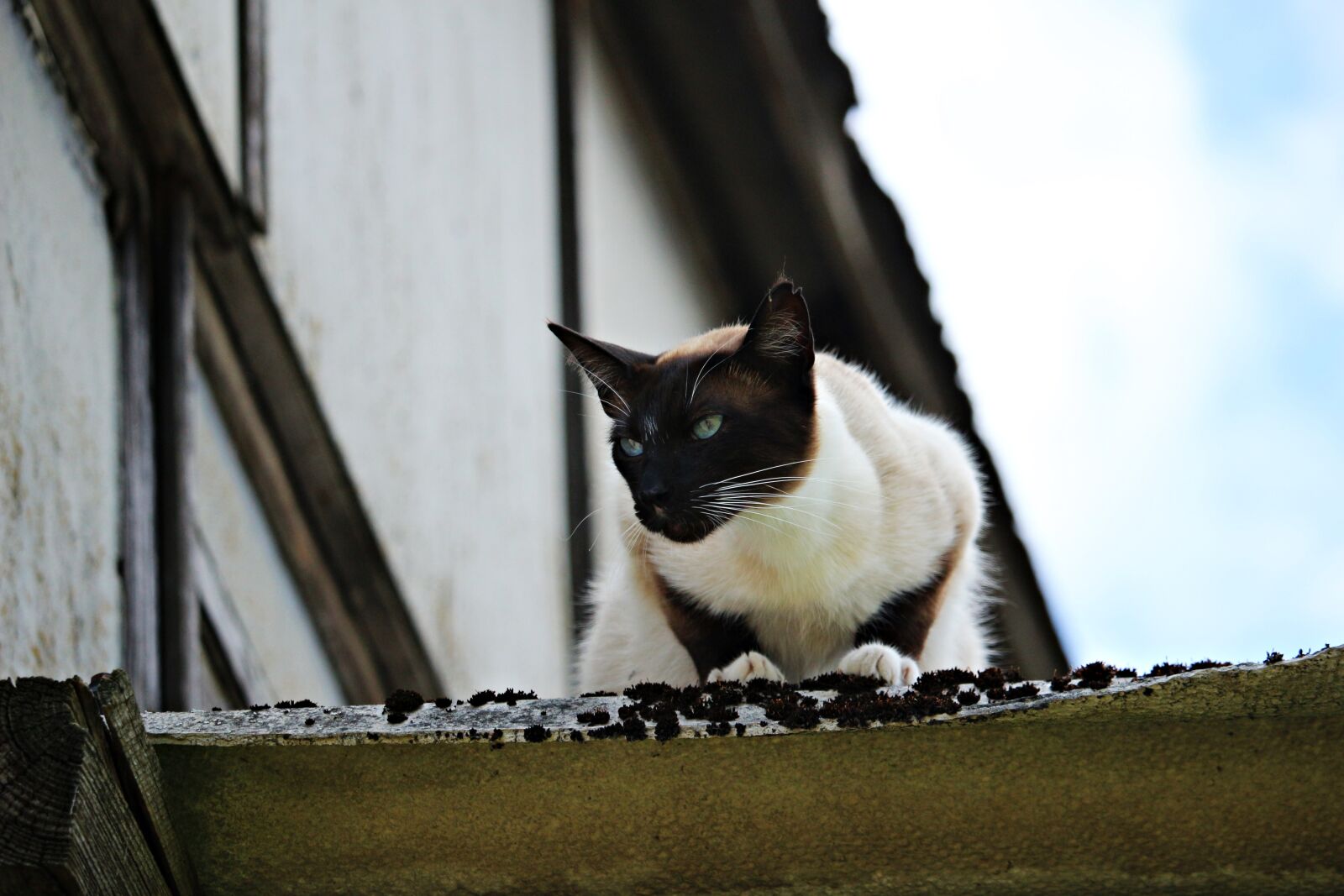 Canon EOS 100D (EOS Rebel SL1 / EOS Kiss X7) sample photo. Cat, mieze, siam photography