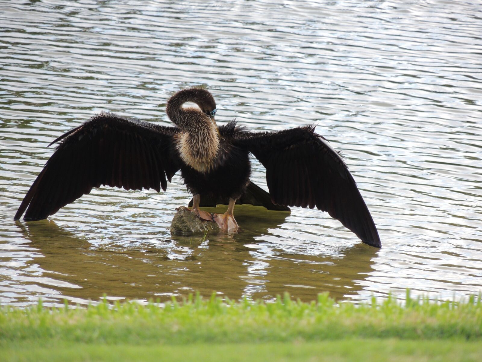 Nikon Coolpix P510 sample photo. Bird, feathers, lake photography