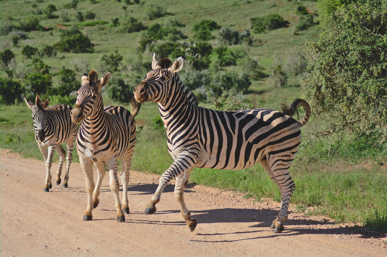 Nikon D5200 sample photo. Zebra, jumping, happy photography