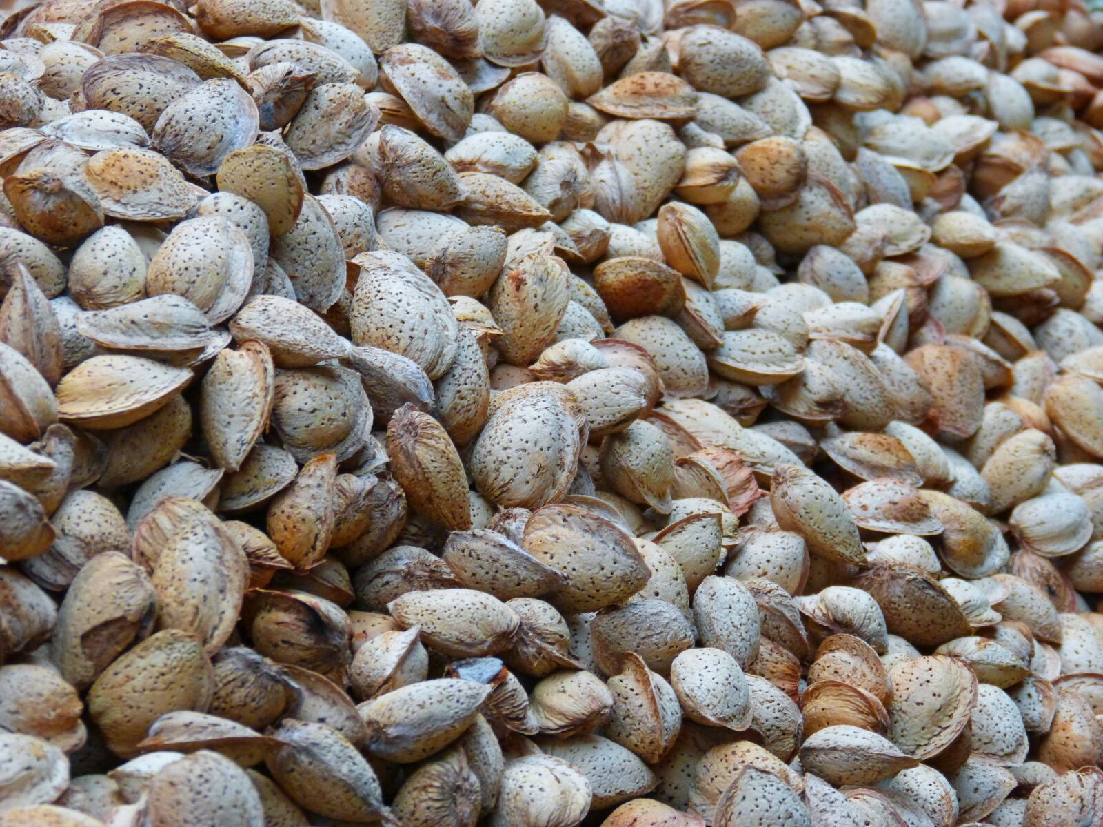 Panasonic DMC-FZ62 sample photo. Almonds, dried fruits, dry photography