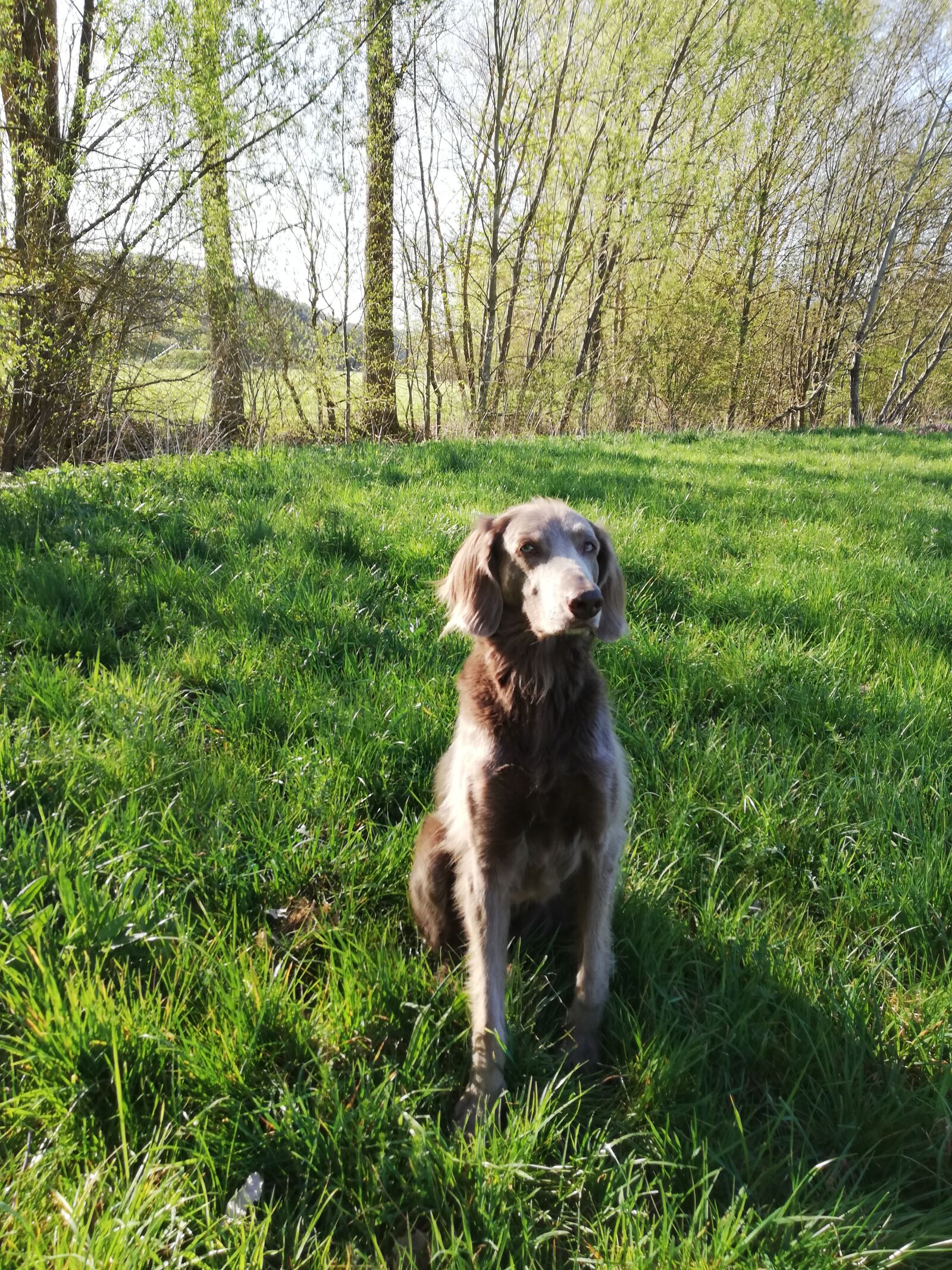 HUAWEI P20 lite sample photo. Dog, weimaraner, meadow photography