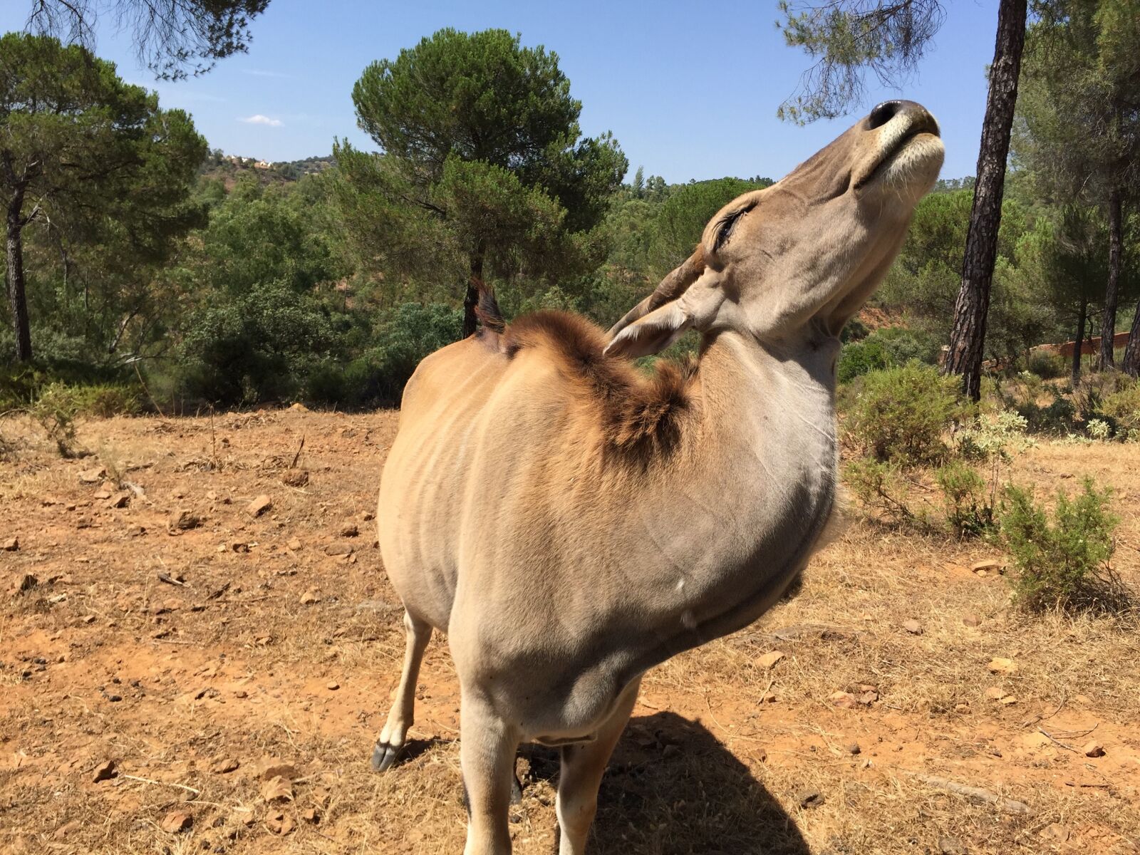 iPhone 6 Plus back camera 4.15mm f/2.2 sample photo. Eland, antelope, la reserva photography