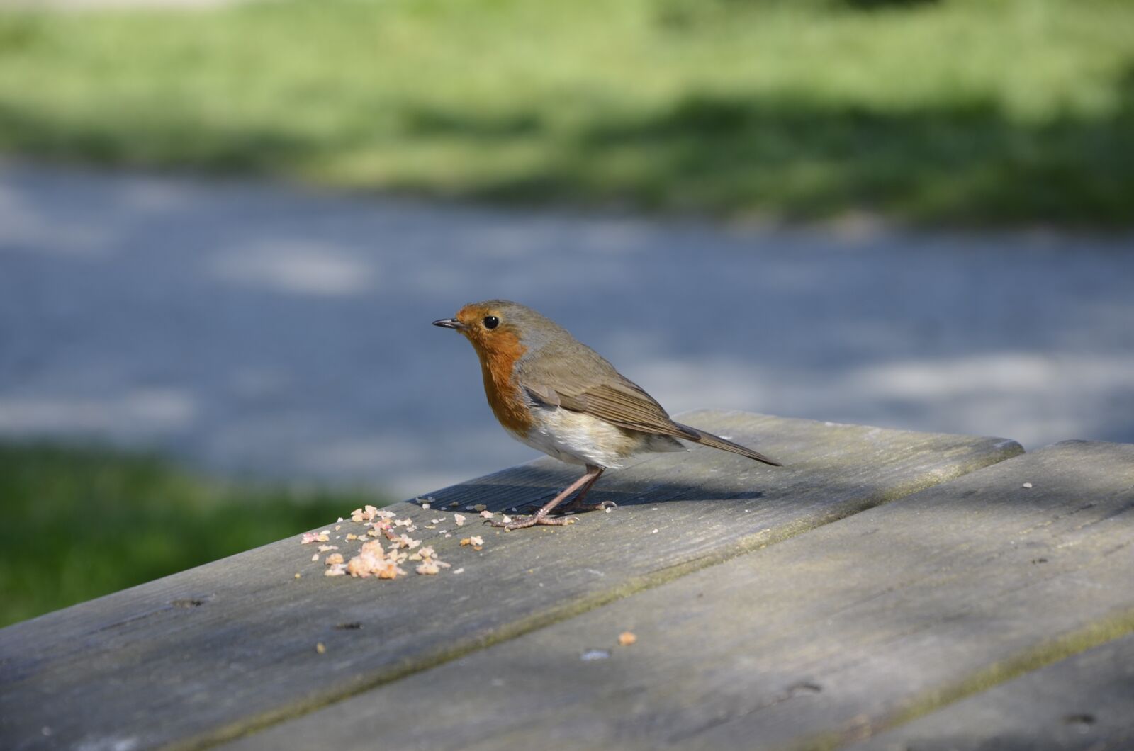 Nikon D7000 sample photo. Robin, redbreast, nature photography