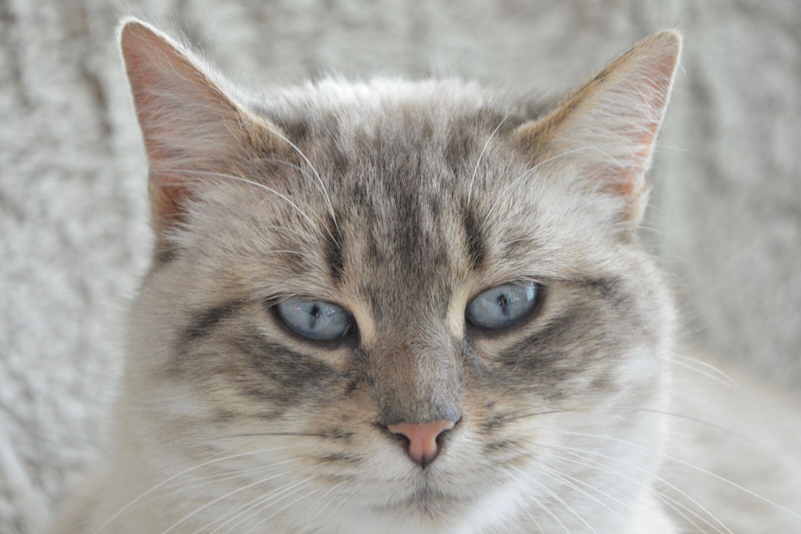 Nikon D5200 sample photo. Cat, head cat, feline photography