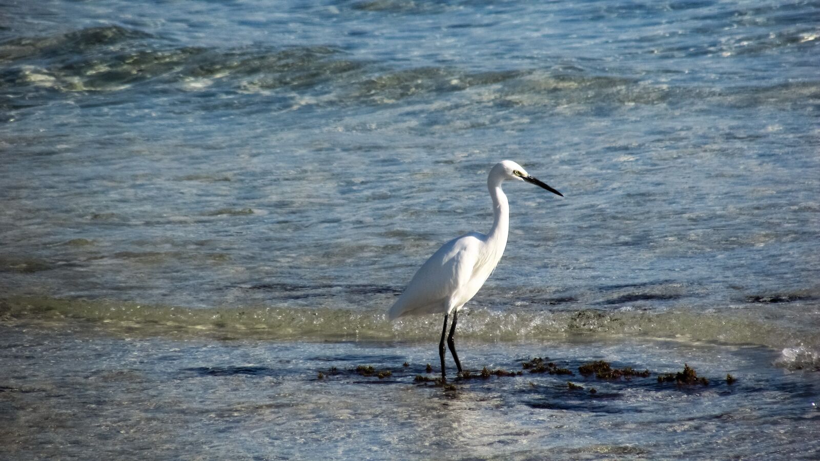 Canon PowerShot SX400 IS sample photo. Heron, seabird, bird photography