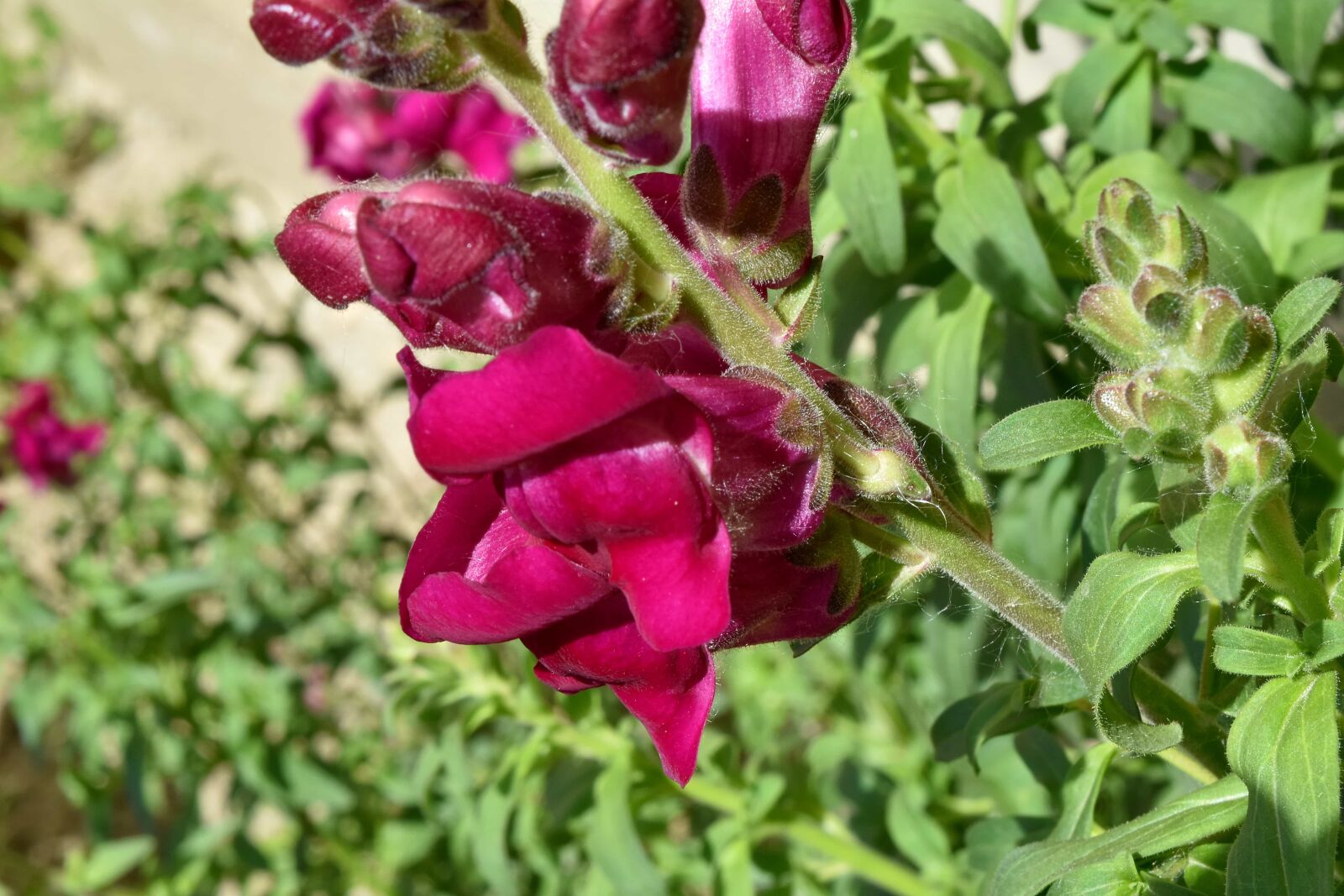 Nikon D5500 sample photo. Flower bud, flower garden photography