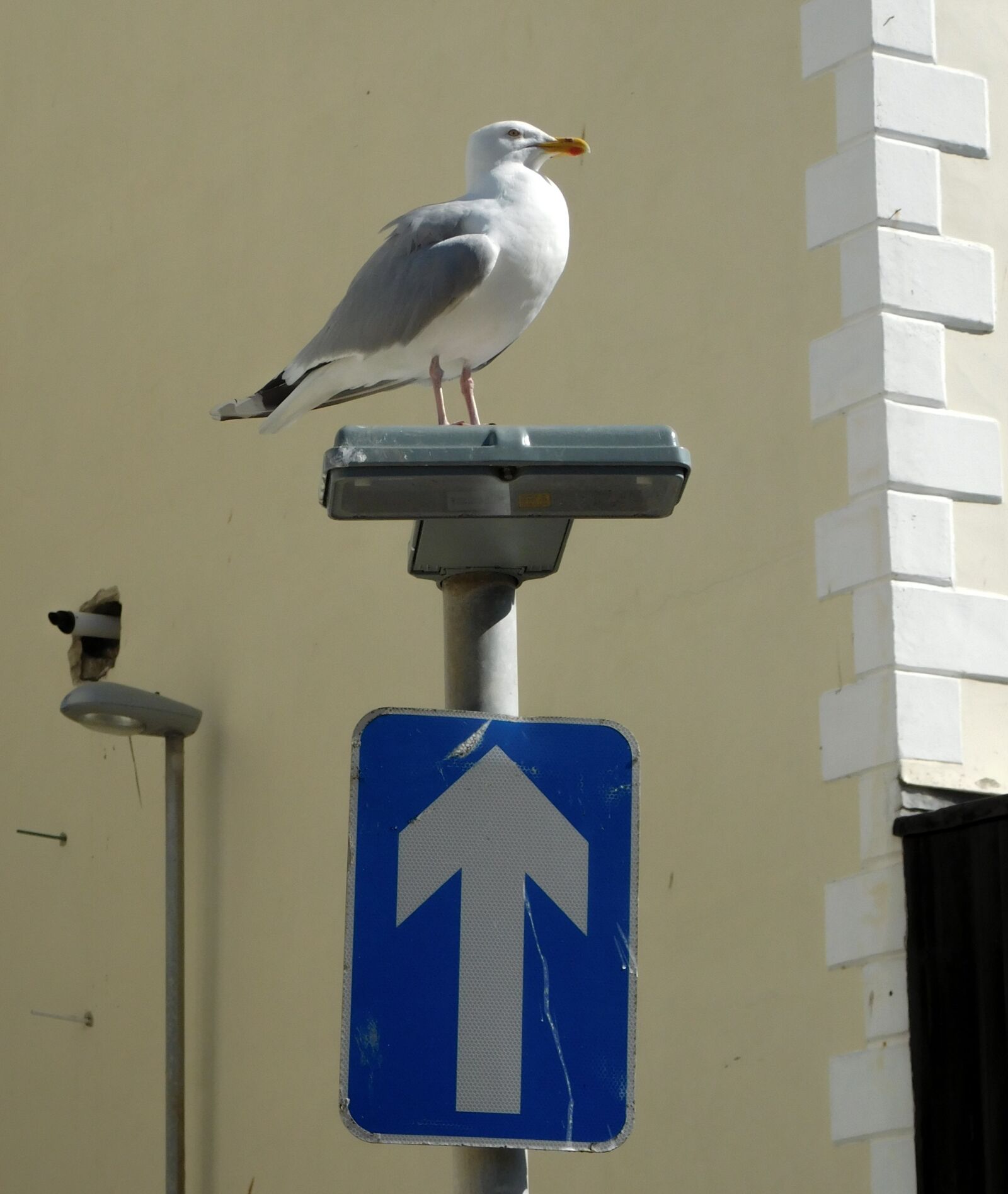 Nikon Coolpix L840 sample photo. Seagull, road sign, one-way photography