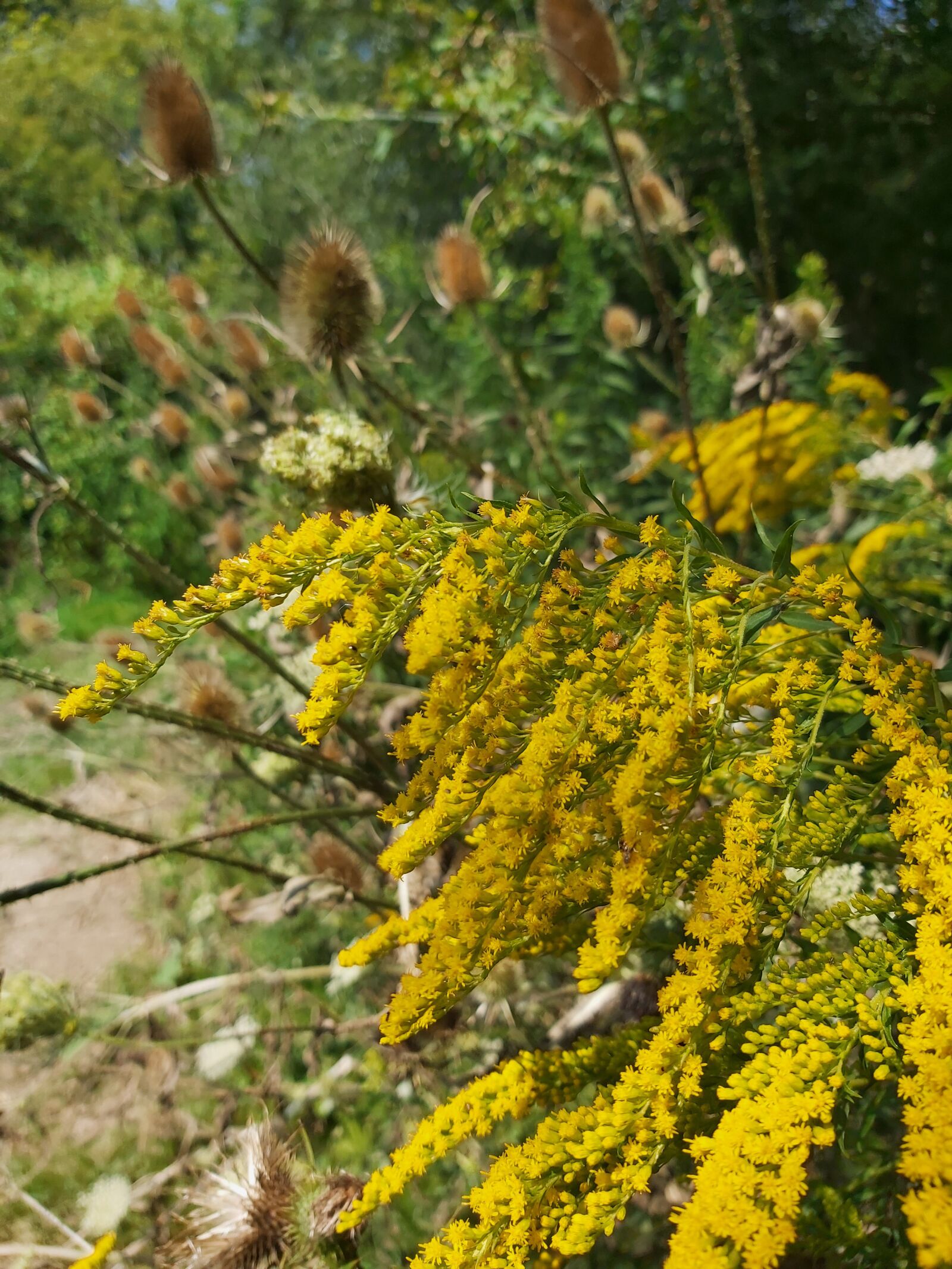 Samsung Galaxy A70 sample photo. Flower, thorns, nature photography