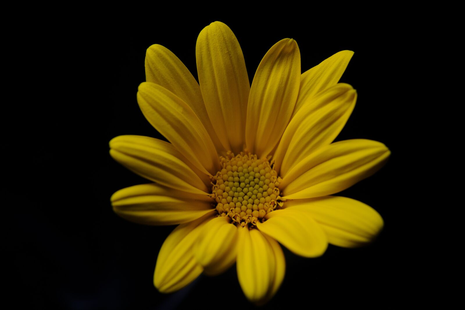 Fujifilm X-H1 sample photo. Margaret, yellow, flower photography