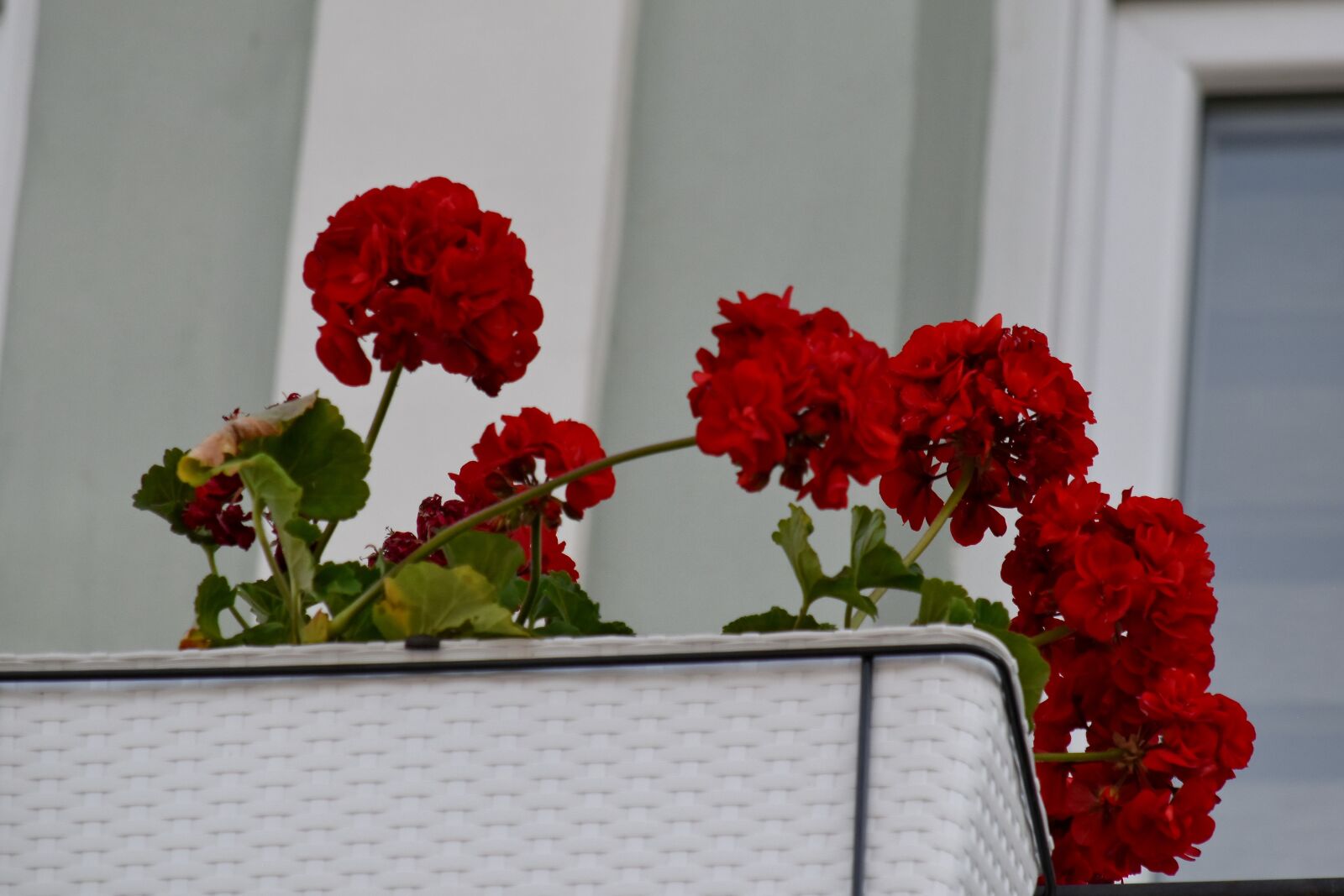 Nikon D5500 sample photo. Bouquet, flowers, shrub, flower photography