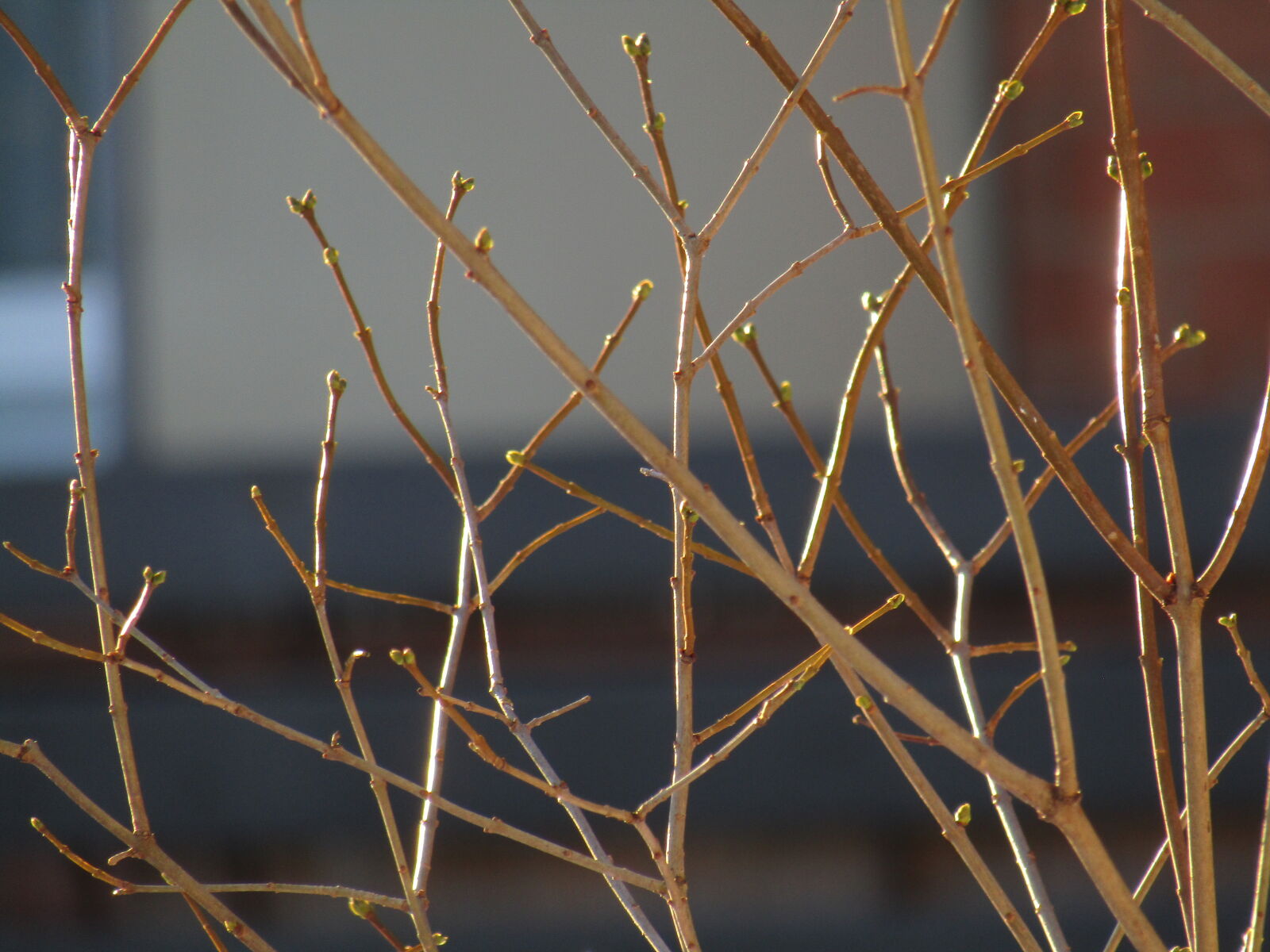 Canon PowerShot SX420 IS sample photo