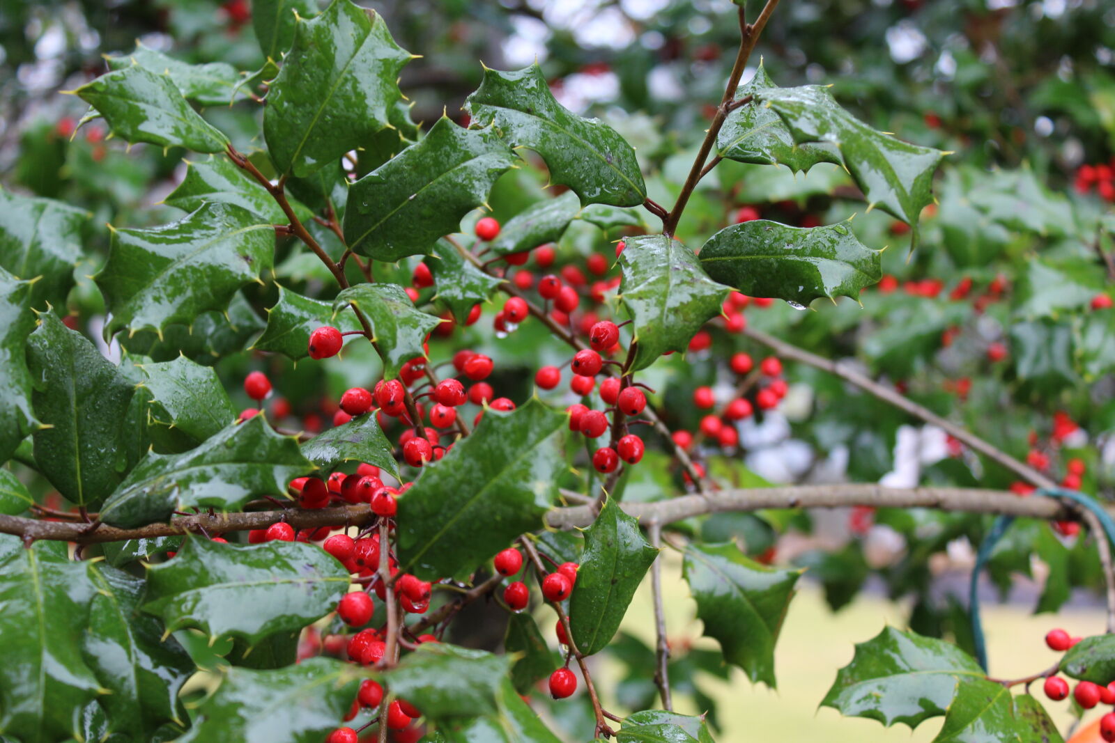 Canon EOS 1200D (EOS Rebel T5 / EOS Kiss X70 / EOS Hi) sample photo. Christmas, green, holiday, holly photography