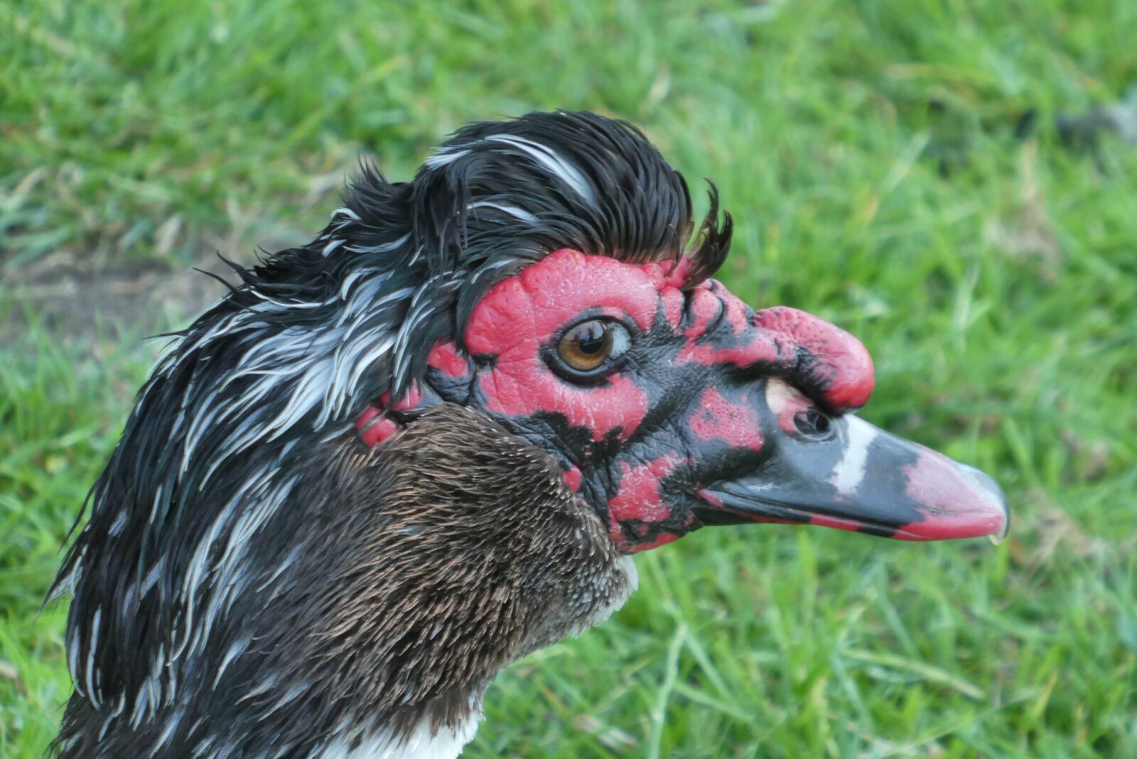 Panasonic Lumix DC-ZS70 (Lumix DC-TZ90) sample photo. Muscovy duck, black, ducks photography