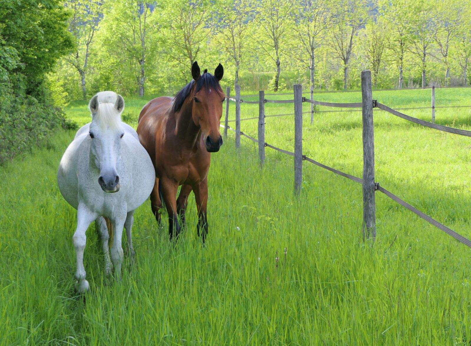 Panasonic Lumix DMC-FZ2500 (Lumix DMC-FZ2000) sample photo. Horse, mare, speaker photography