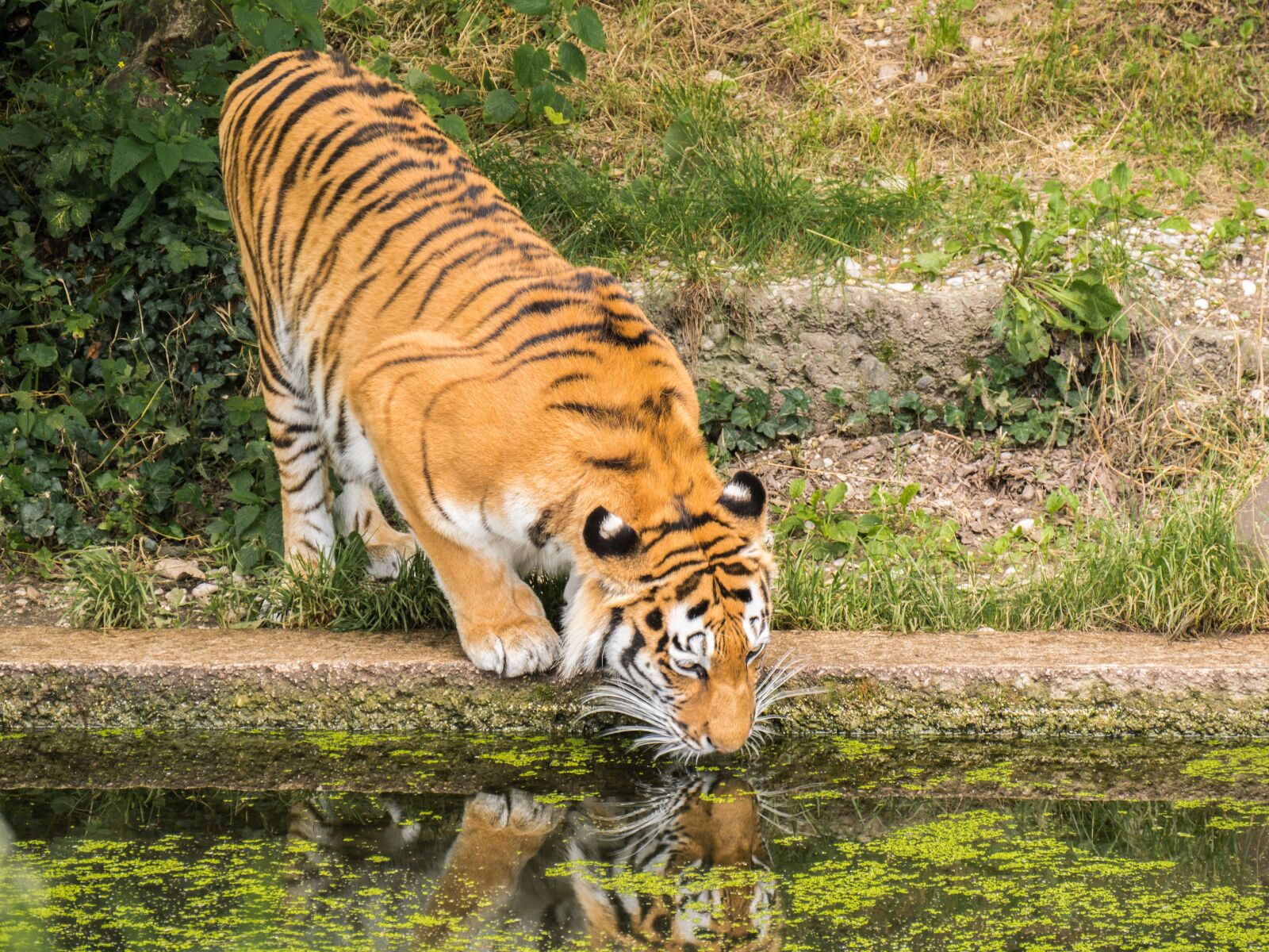 Panasonic DMC-G81 sample photo. Tiger, animal, predator photography