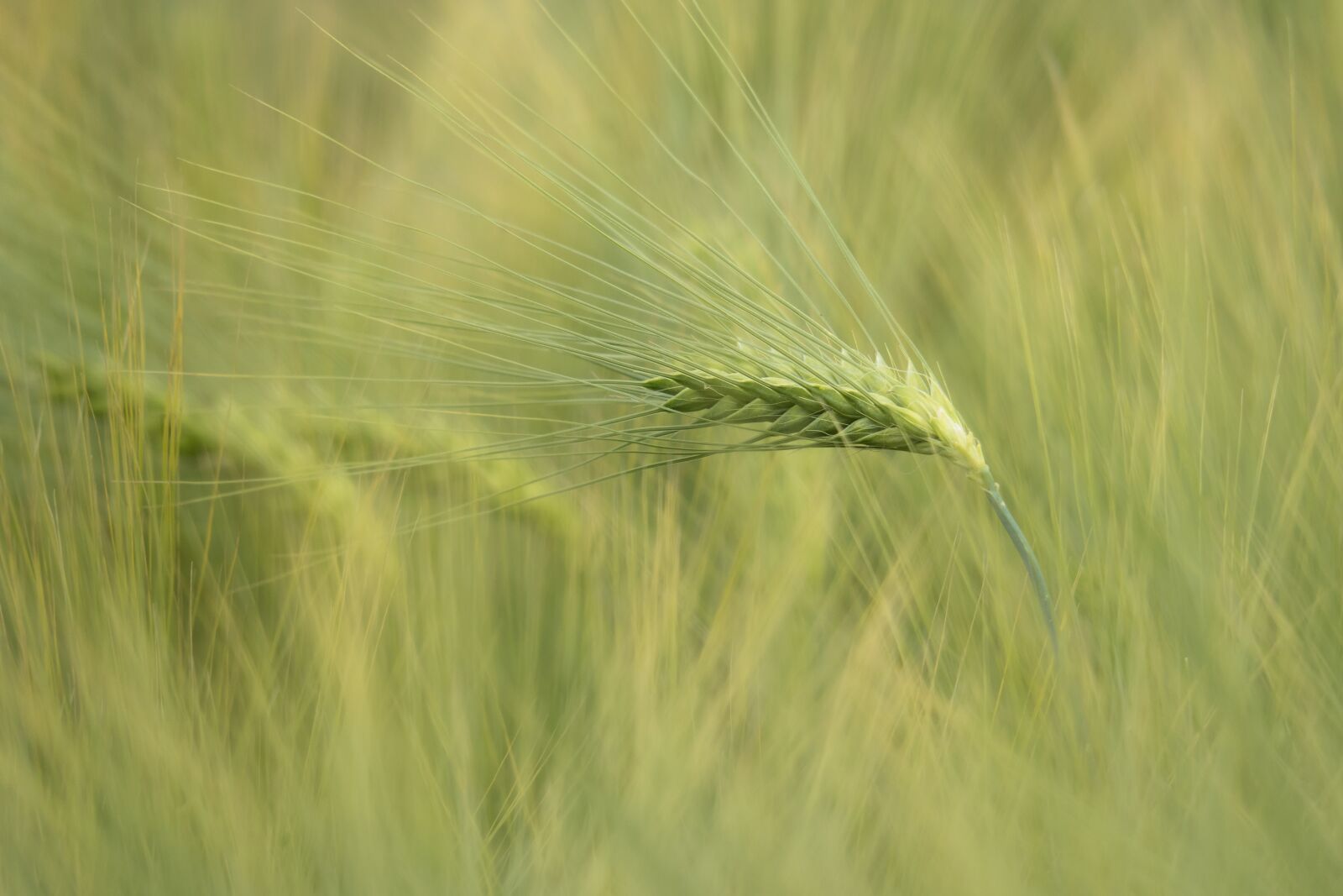 Canon PowerShot G3 X sample photo. Barley, cereals, ear photography